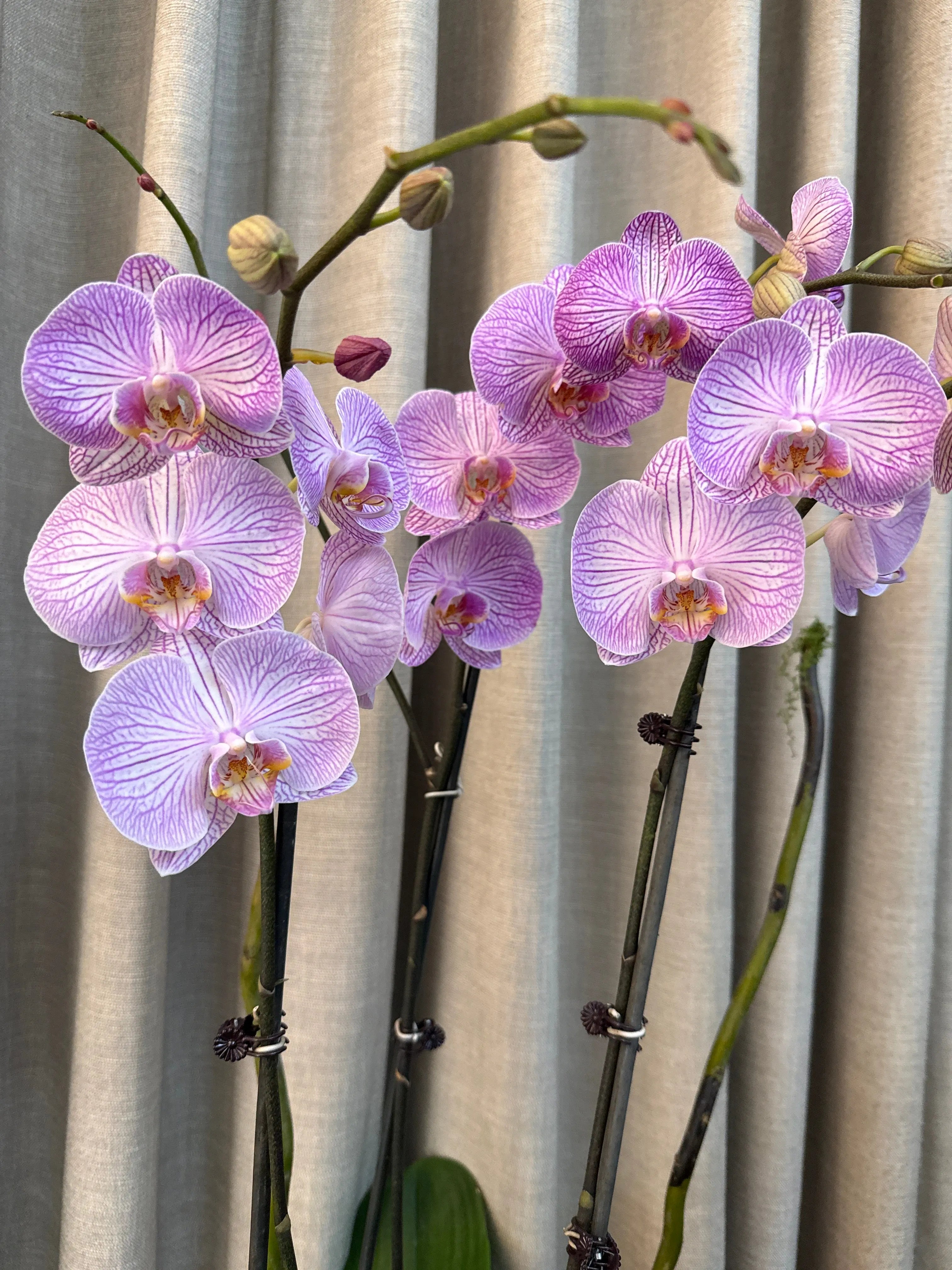 Phalaenopsis Pots - 3 stems Arcadia 1magnolialane