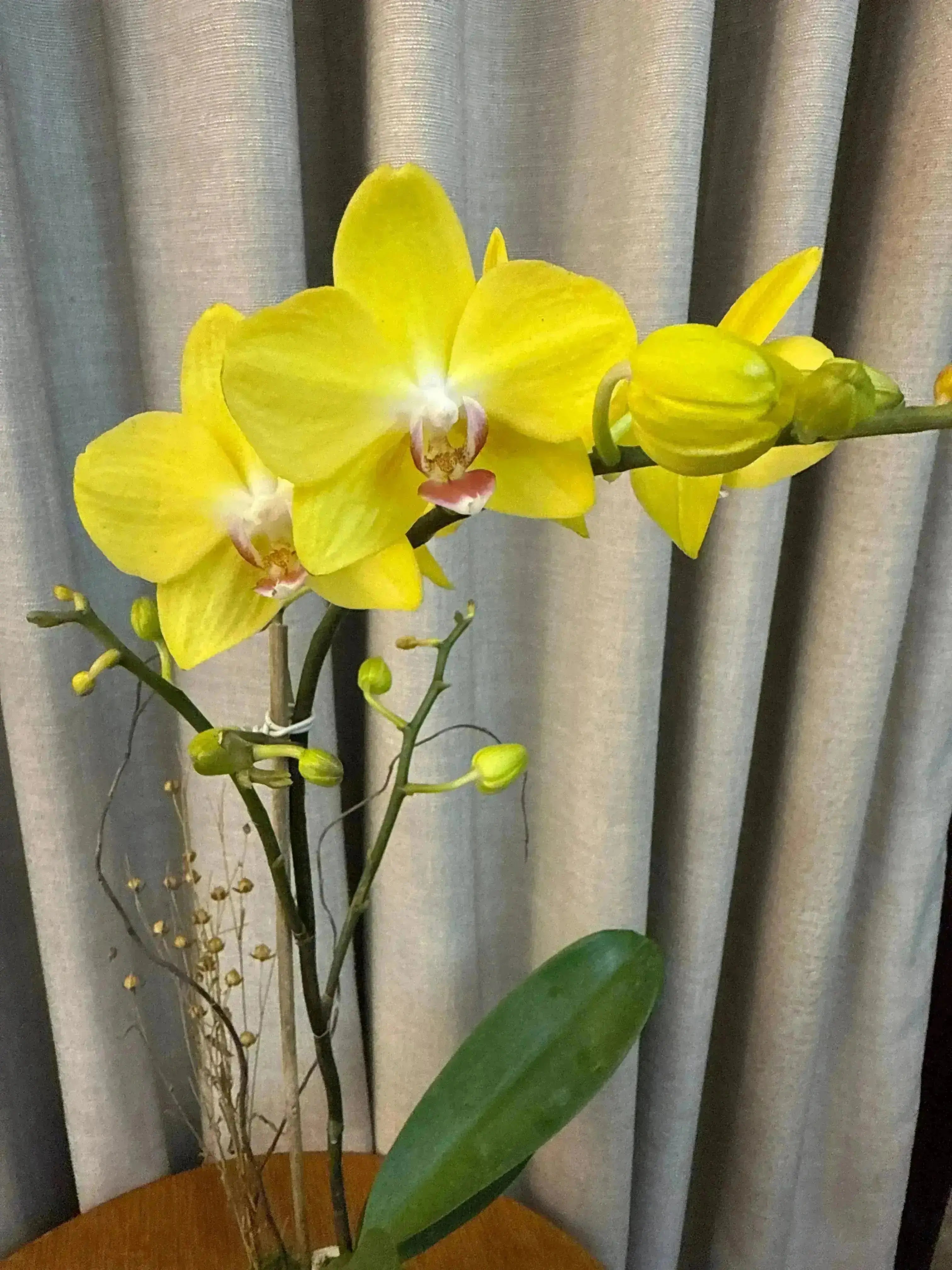 Phalaenopsis Pots - 1 Stem 1magnolialane