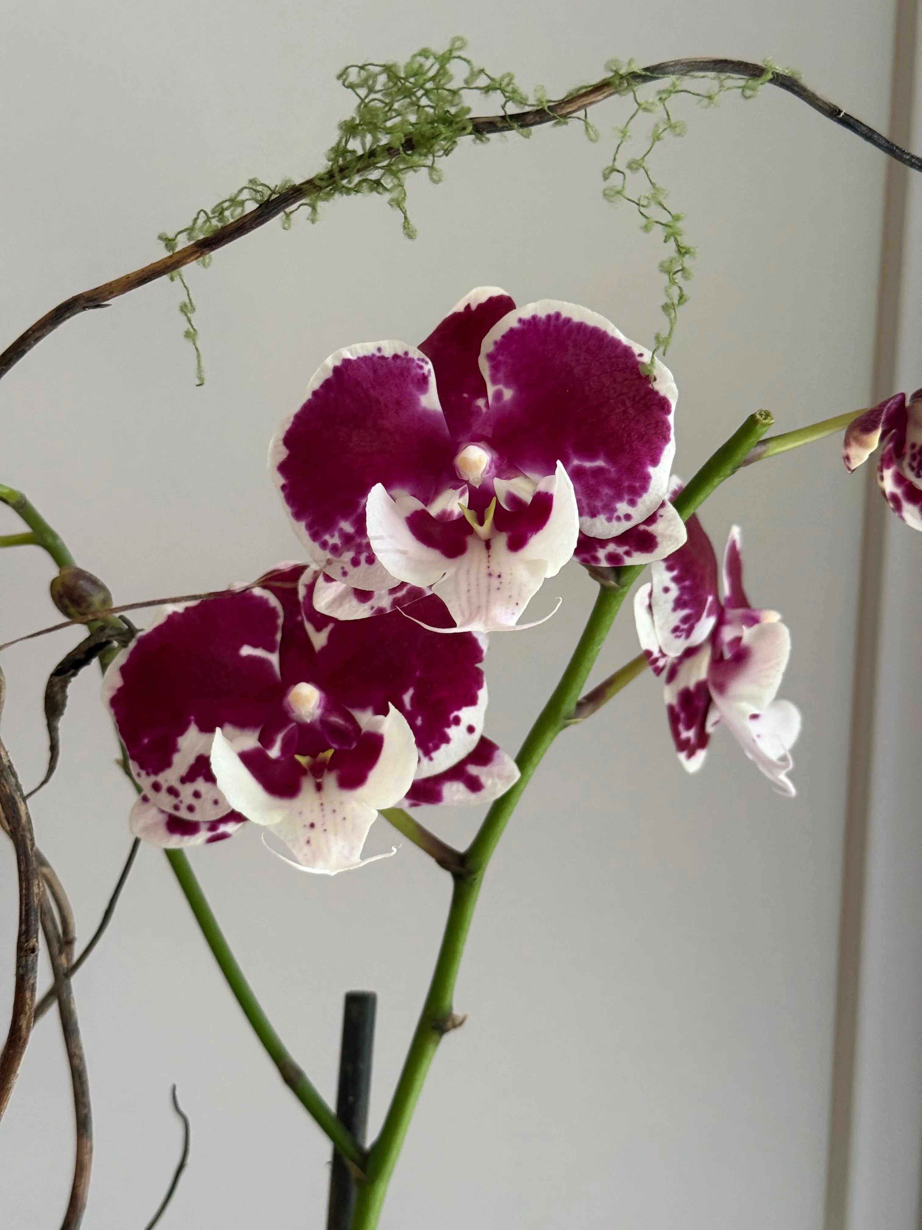 Phalaenopsis Pots - 3 stems 1magnolialane