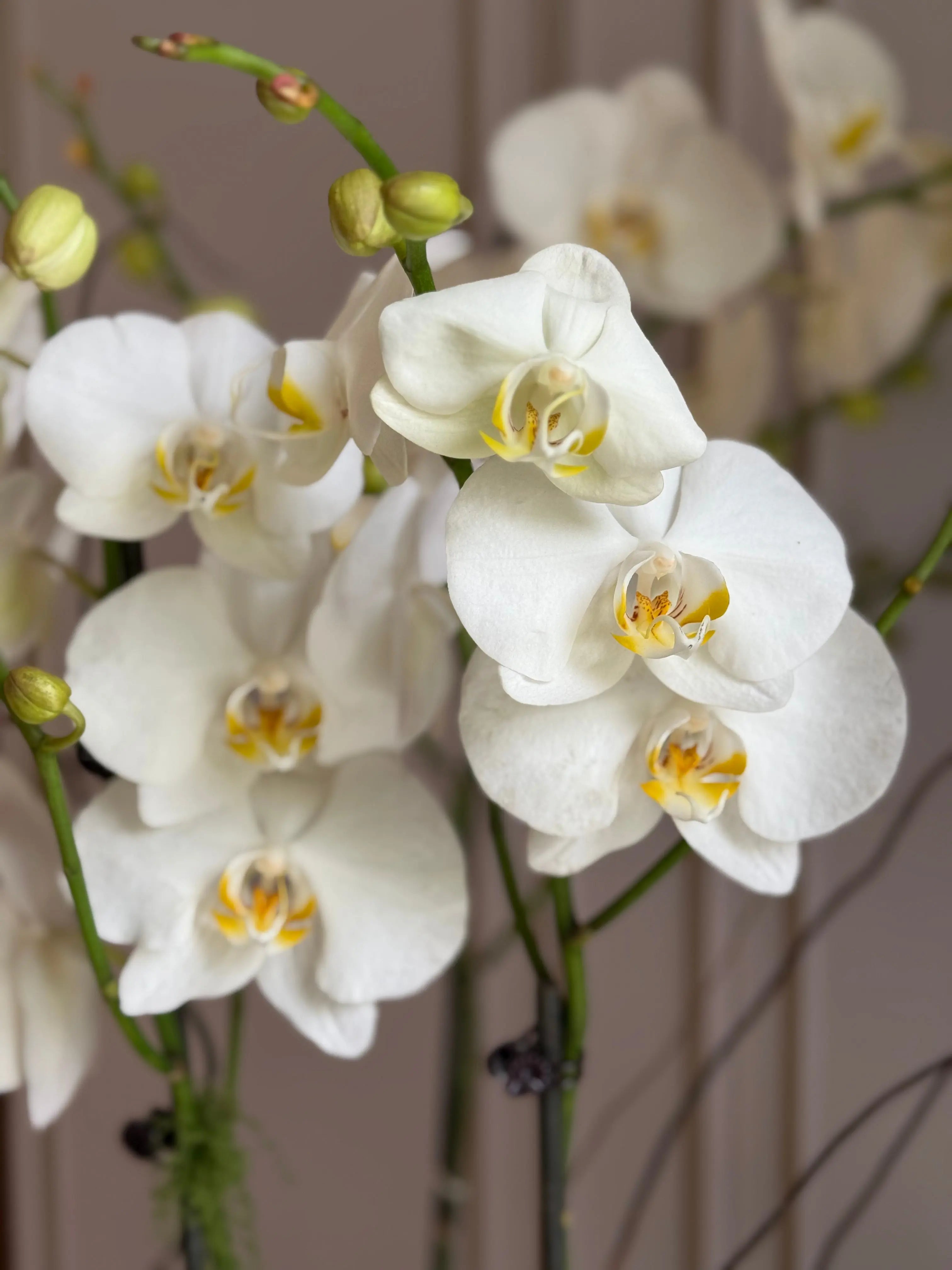 Phalaenopsis Pots - 3 stems 1magnolialane