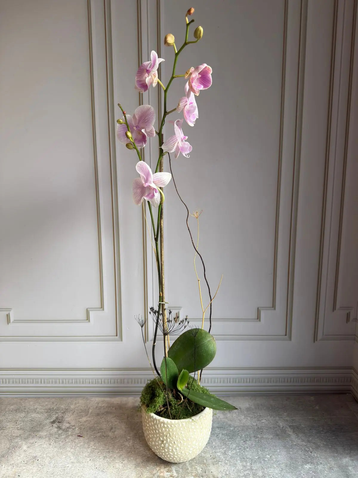Phalaenopsis Plants (1 Stem) 4 1magnolialane
