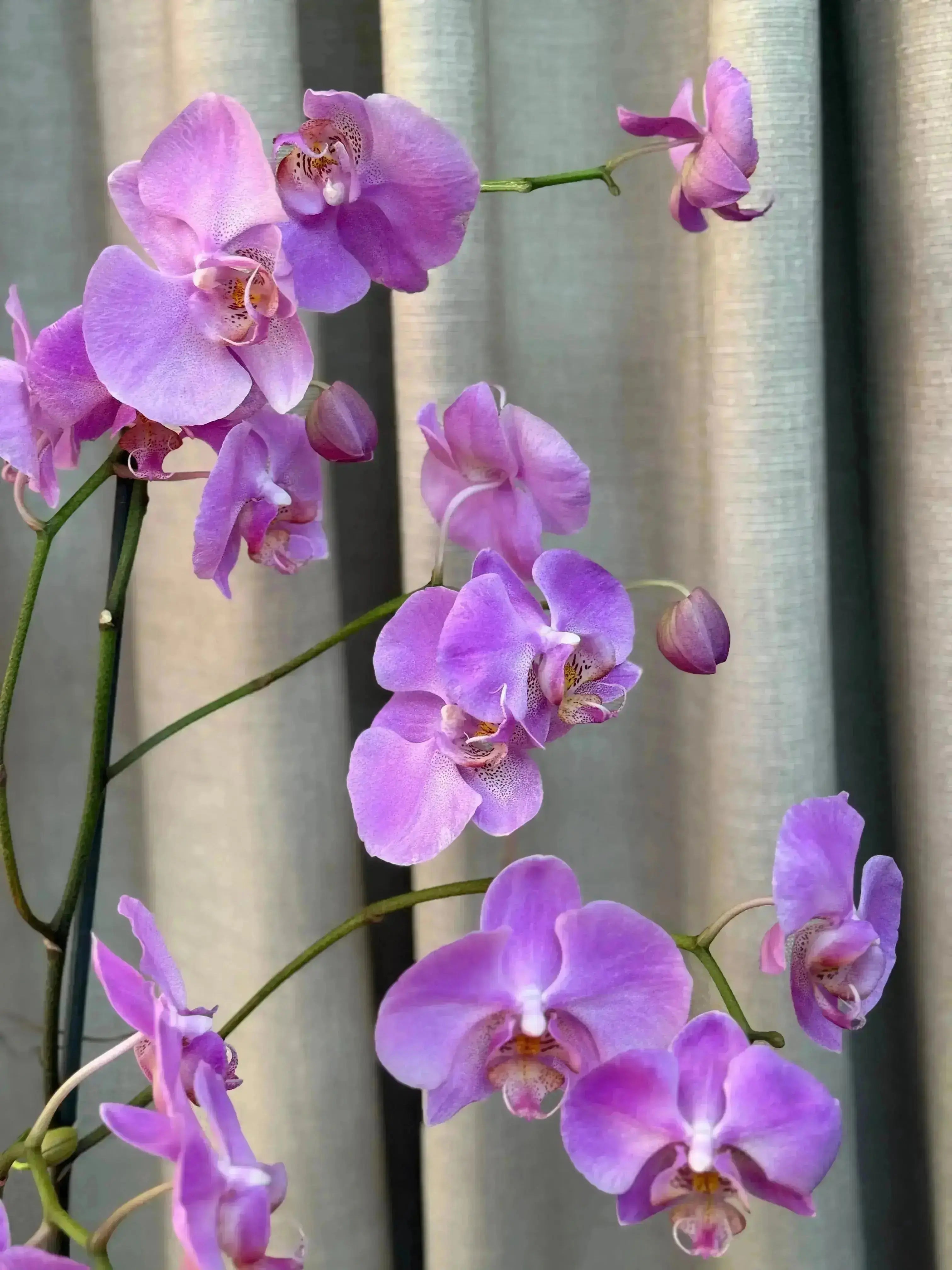 Phalaenopsis Pots - 2 stems 1magnolialane