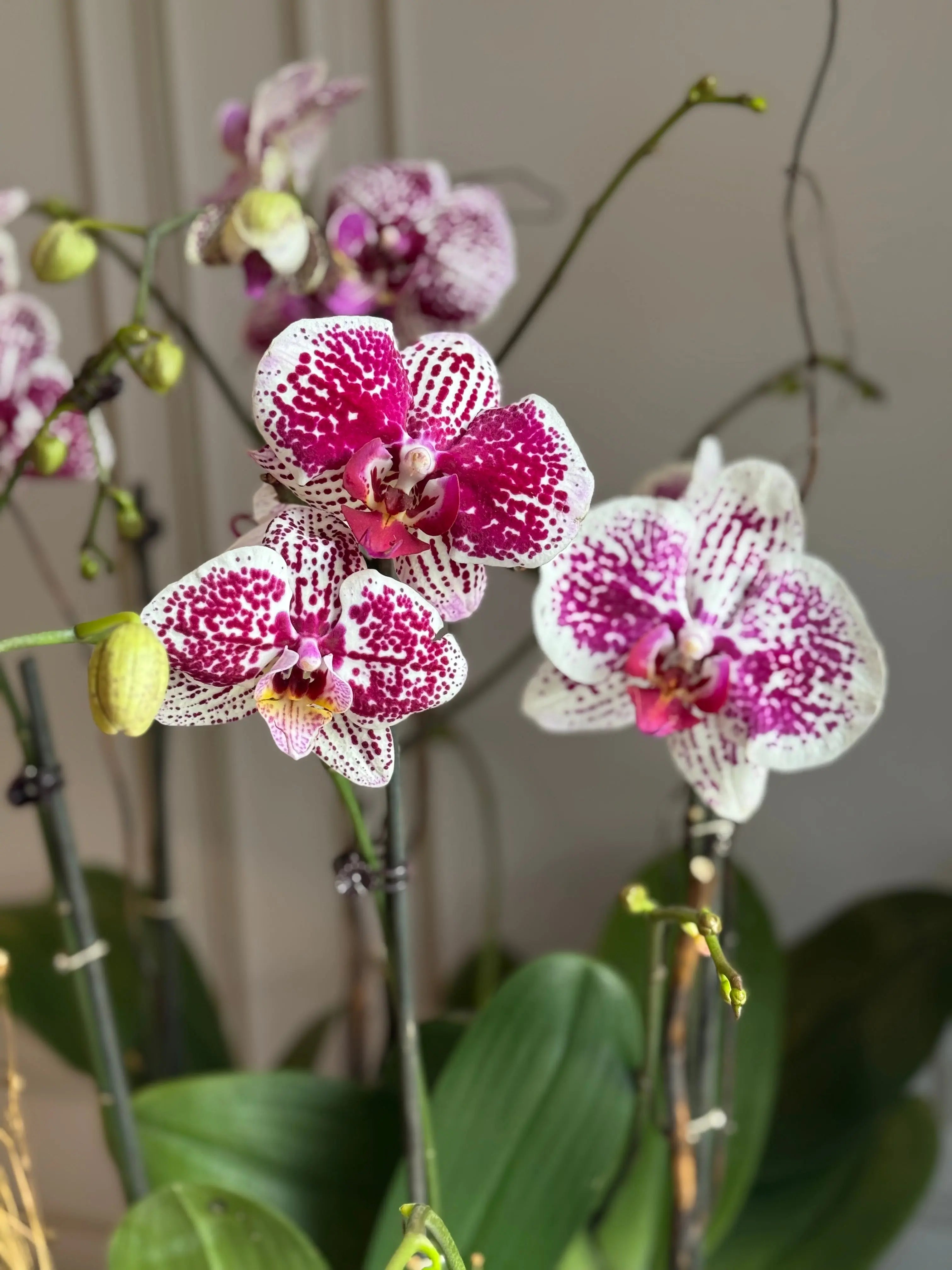 Phalaenopsis Pots - 5 stems 1magnolialane