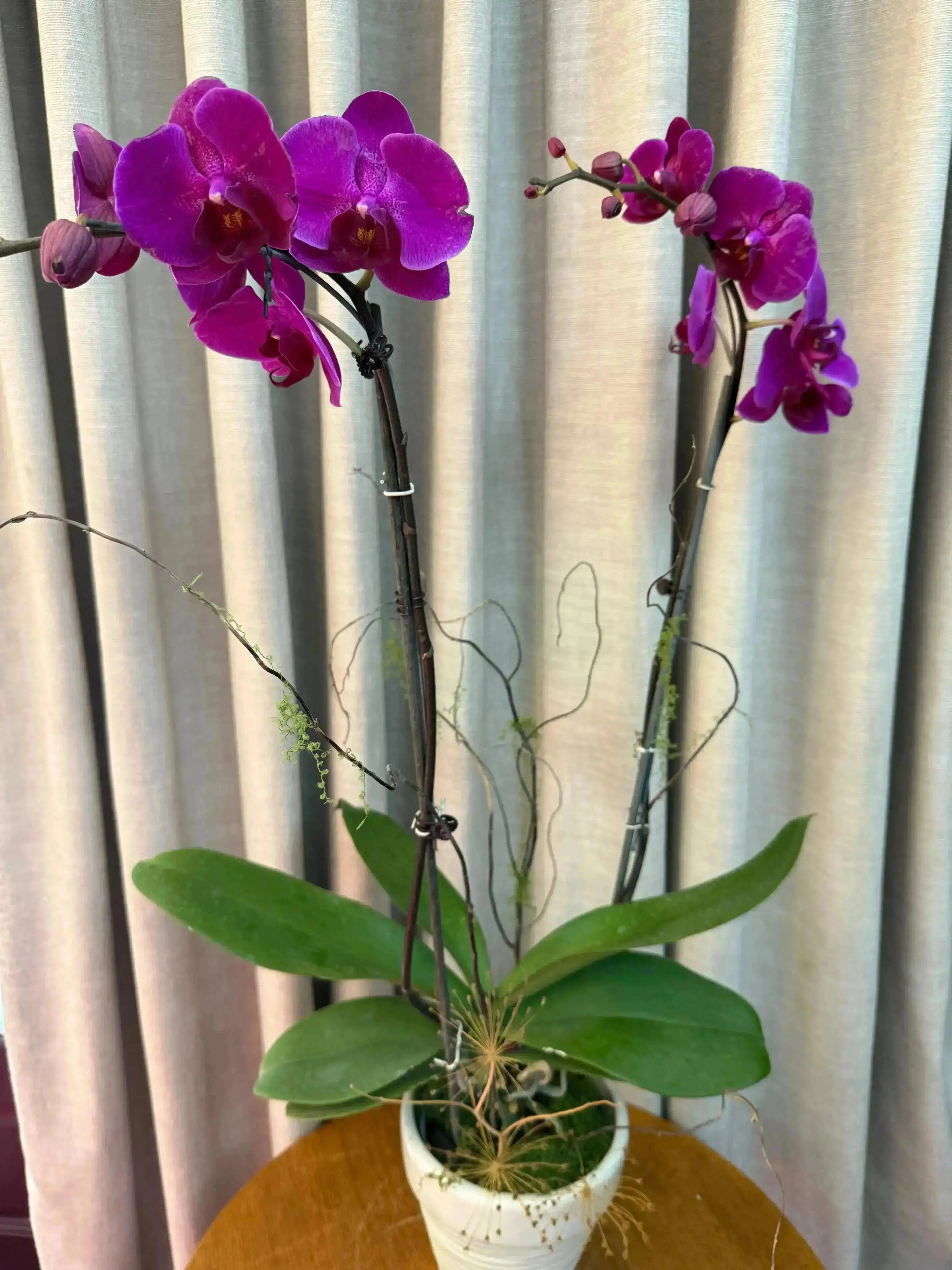 Phalaenopsis Pots - 2 stems 1magnolialane