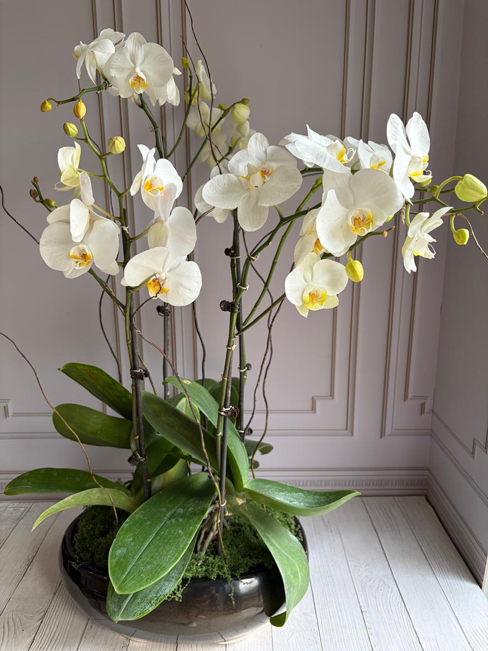 Phalaenopsis Plants - White with yellow center