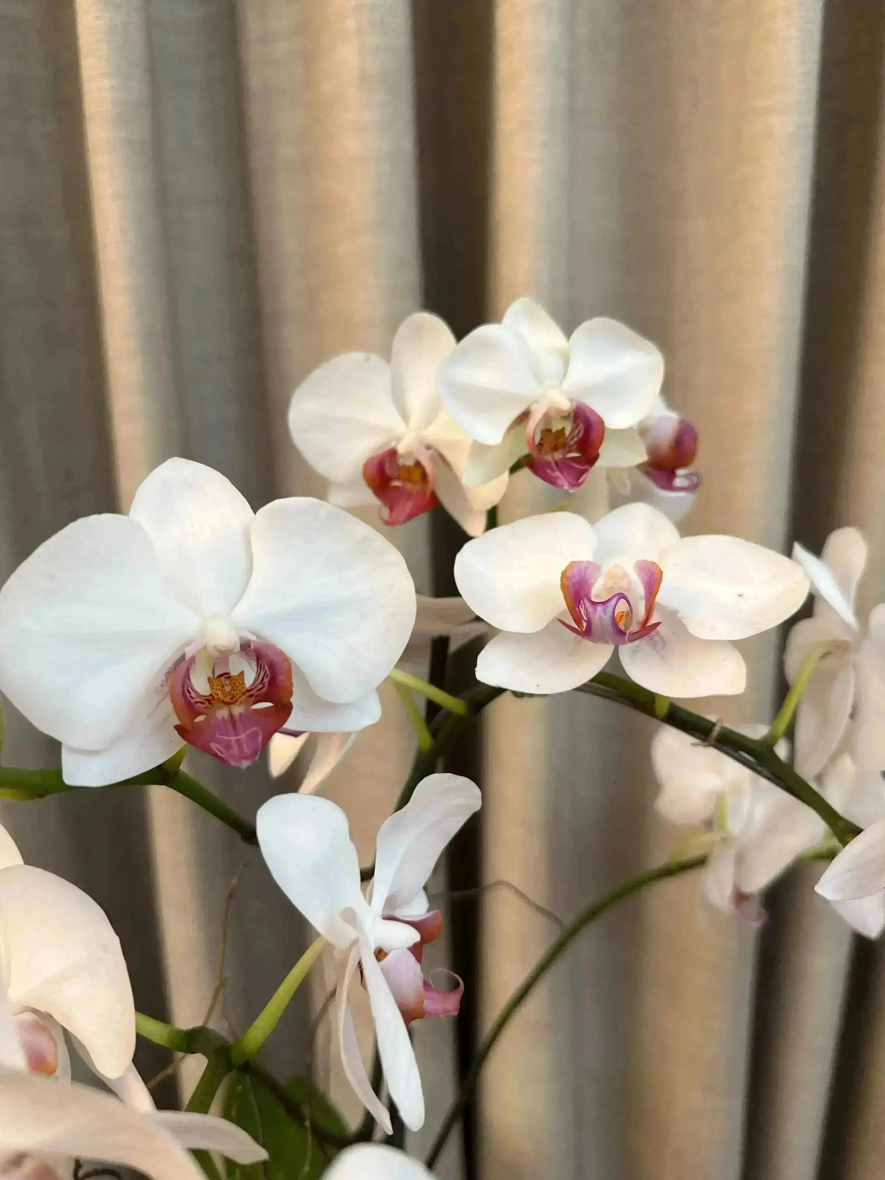 Phalaenopsis Pots - 1 Stem 1magnolialane