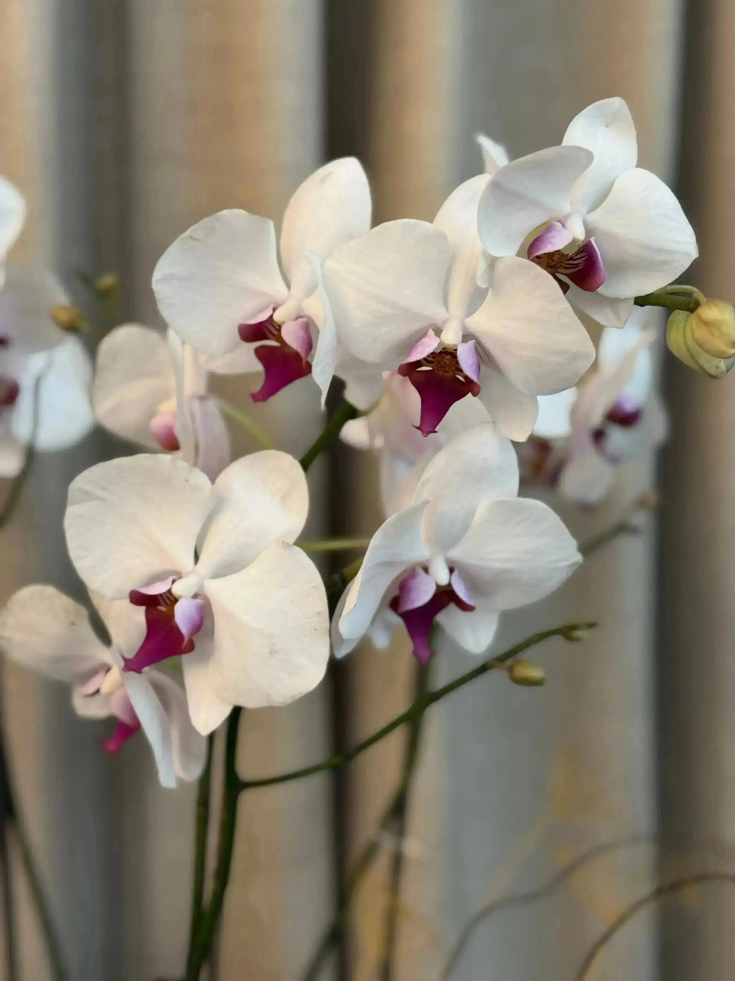 Phalaenopsis Pots - 3 stems 1magnolialane