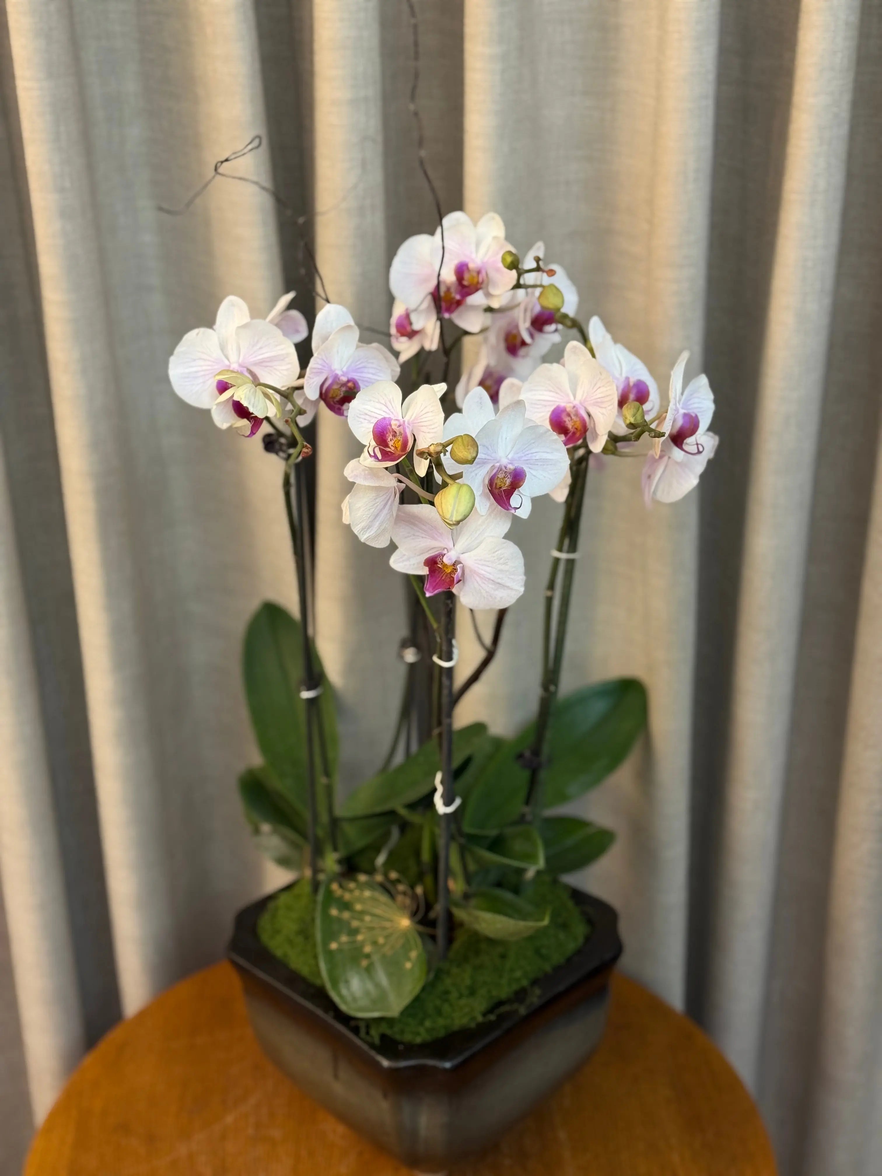 Phalaenopsis Plants - White with pink center 1magnolialane