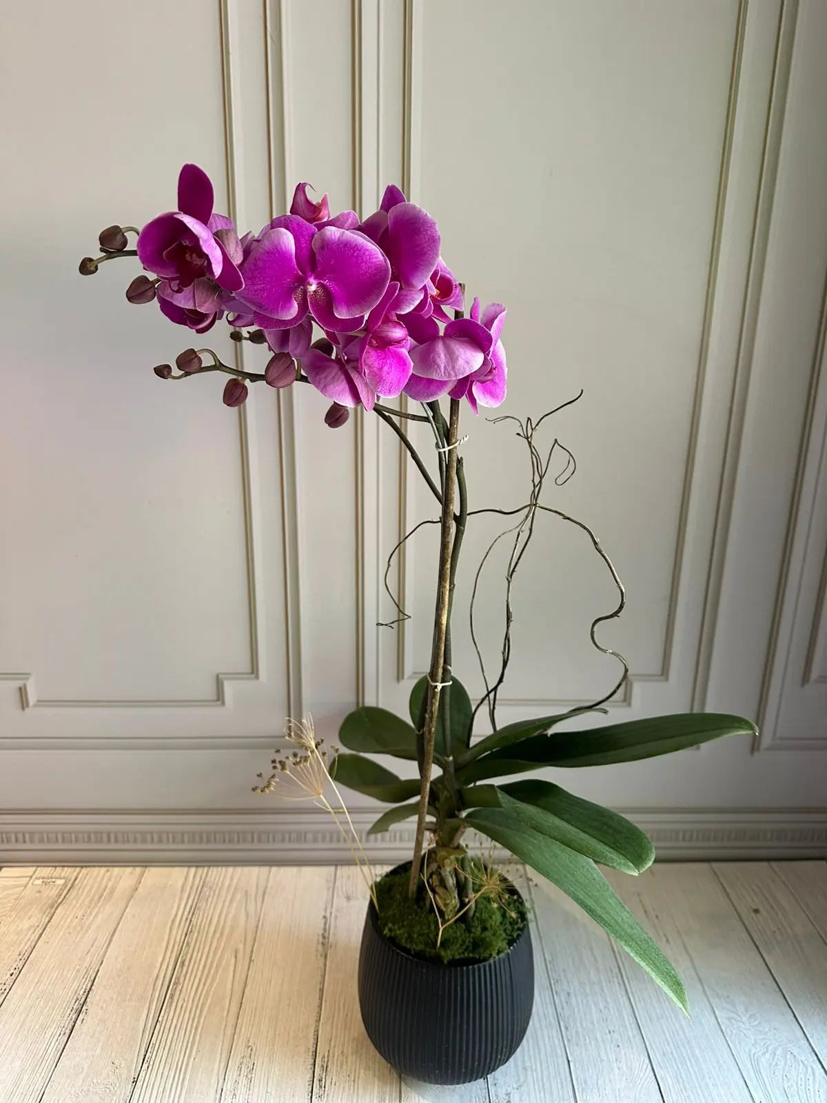 Phalaenopsis Plant - Dark Pink 1magnolialane
