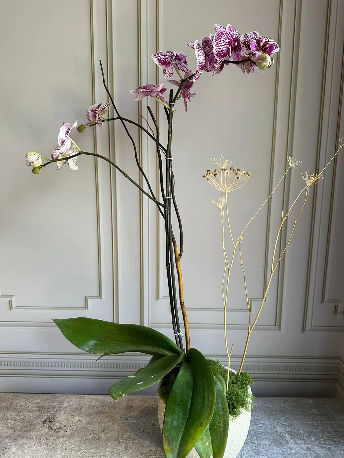 Phalaenopsis Pots ( 2 stems ) 21 1magnolialane