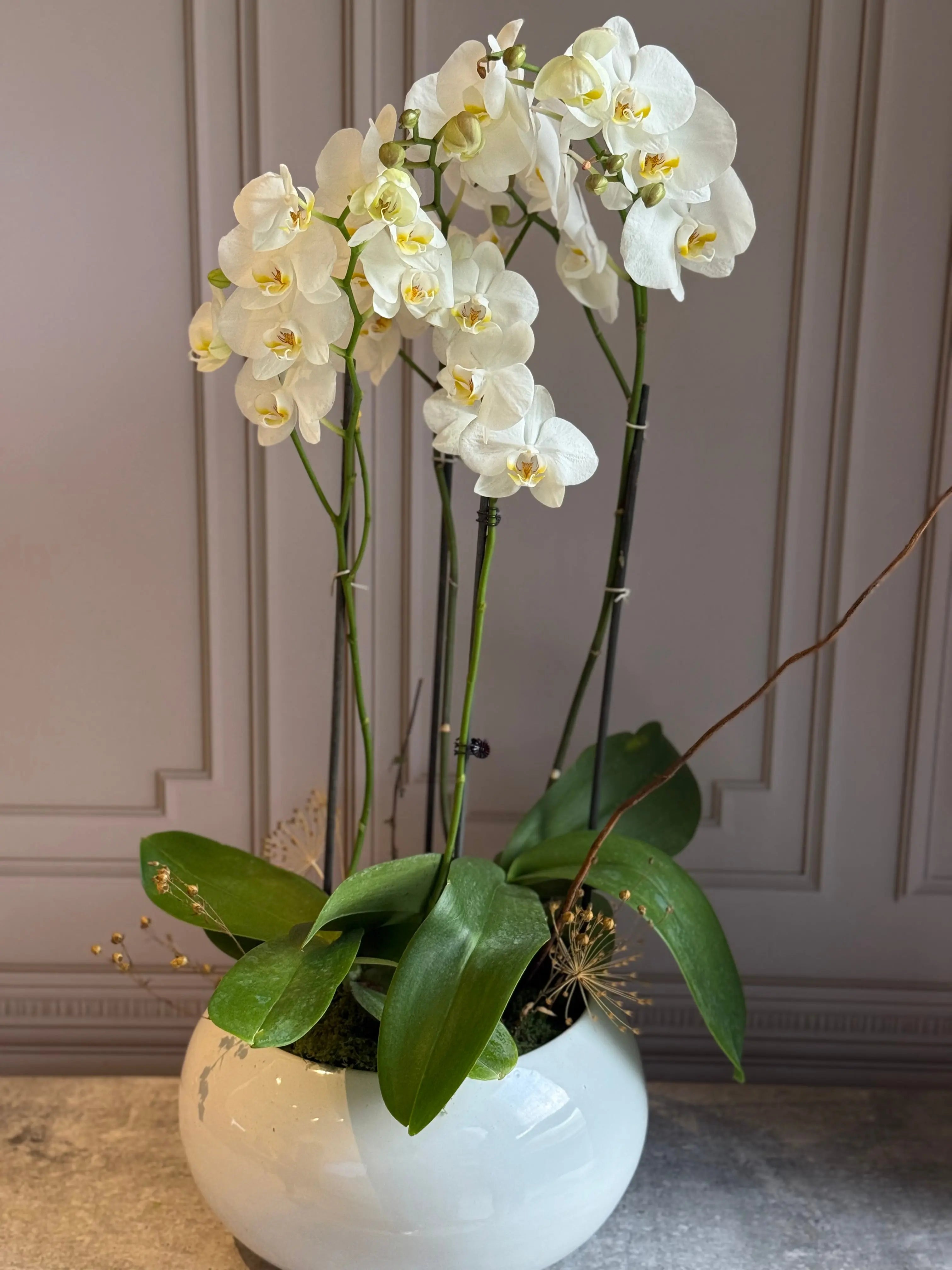 Phalaenopsis Pots - 4 stems 1magnolialane