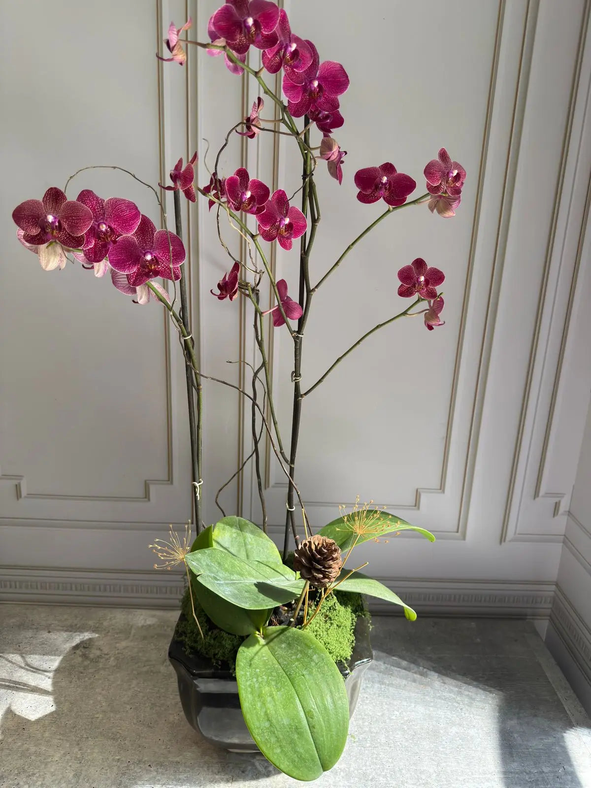 Phalaenopsis Pots (3 stems) 1magnolialane