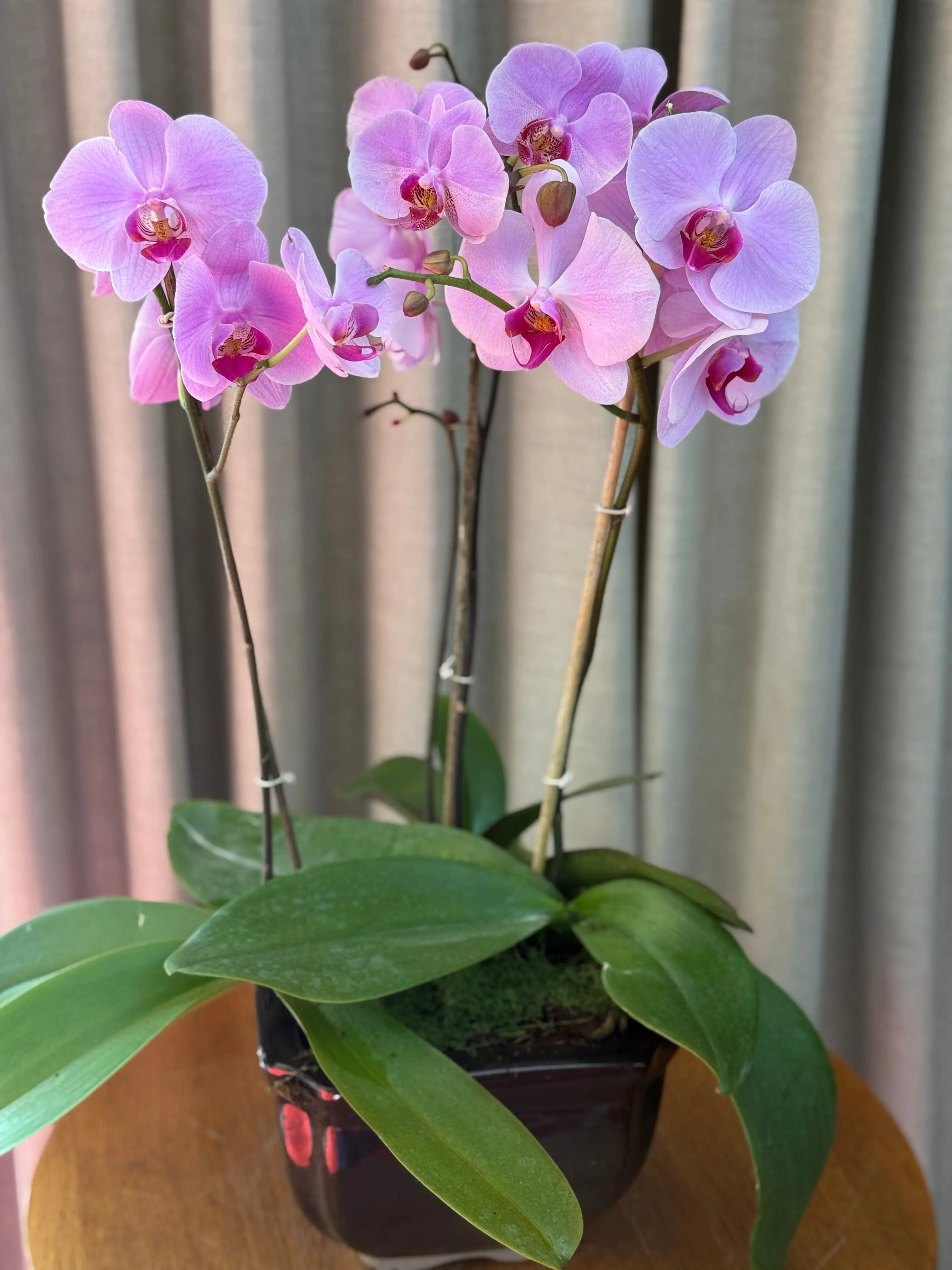 Phalaenopsis Plants - Light Pink 1magnolialane
