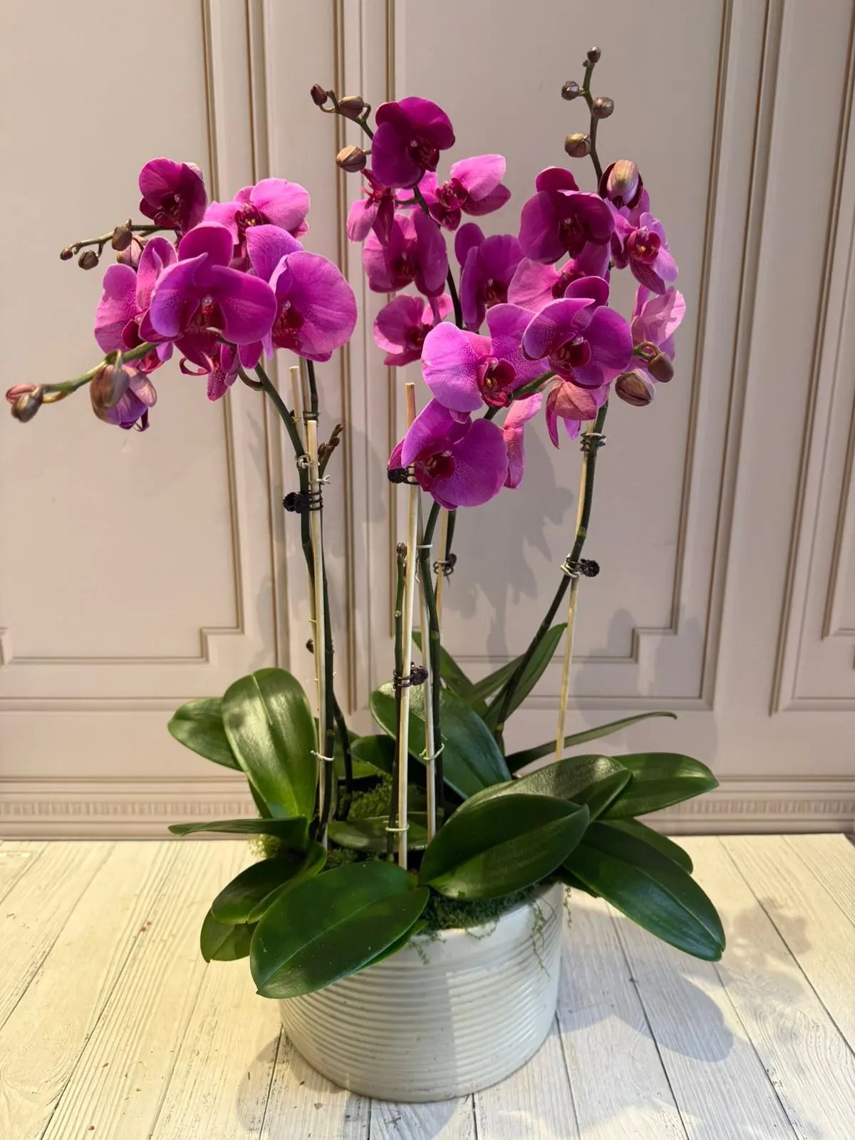 Phalaenopsis Pots - (5 Stems) Dark Pink Majestic 1magnolialane
