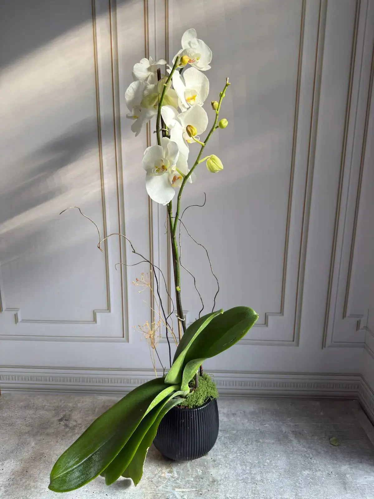 Phalaenopsis Plants (1 Stem) 10 1magnolialane