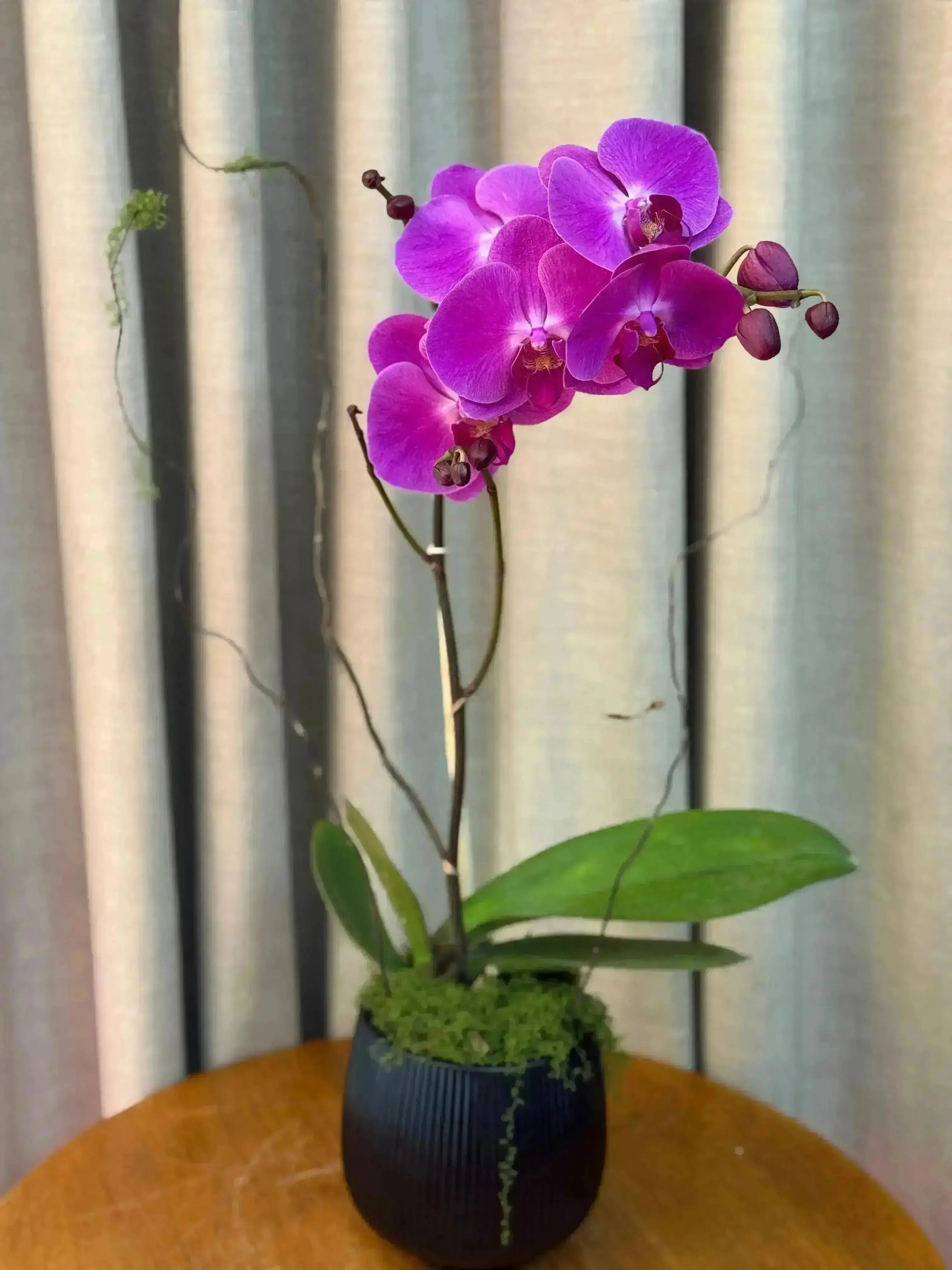 Phalaenopsis Pots - 1 Stem 1magnolialane