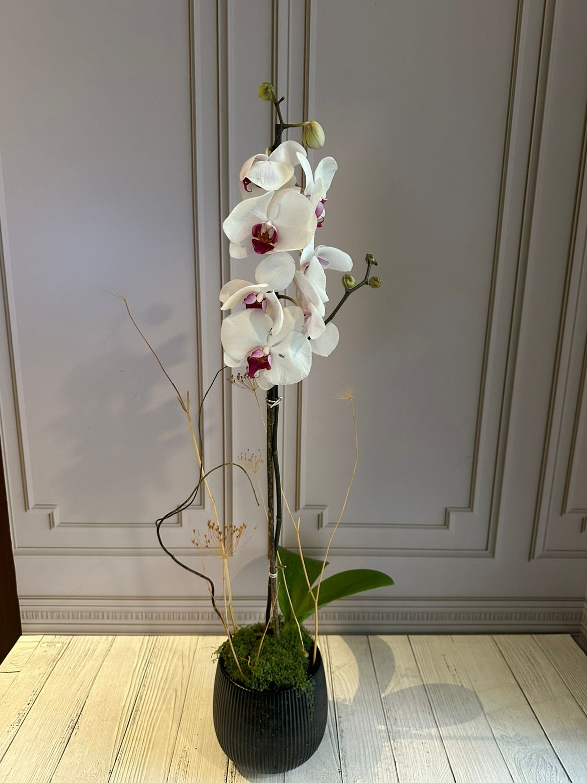 Phalaenopsis Plants - White with pink center