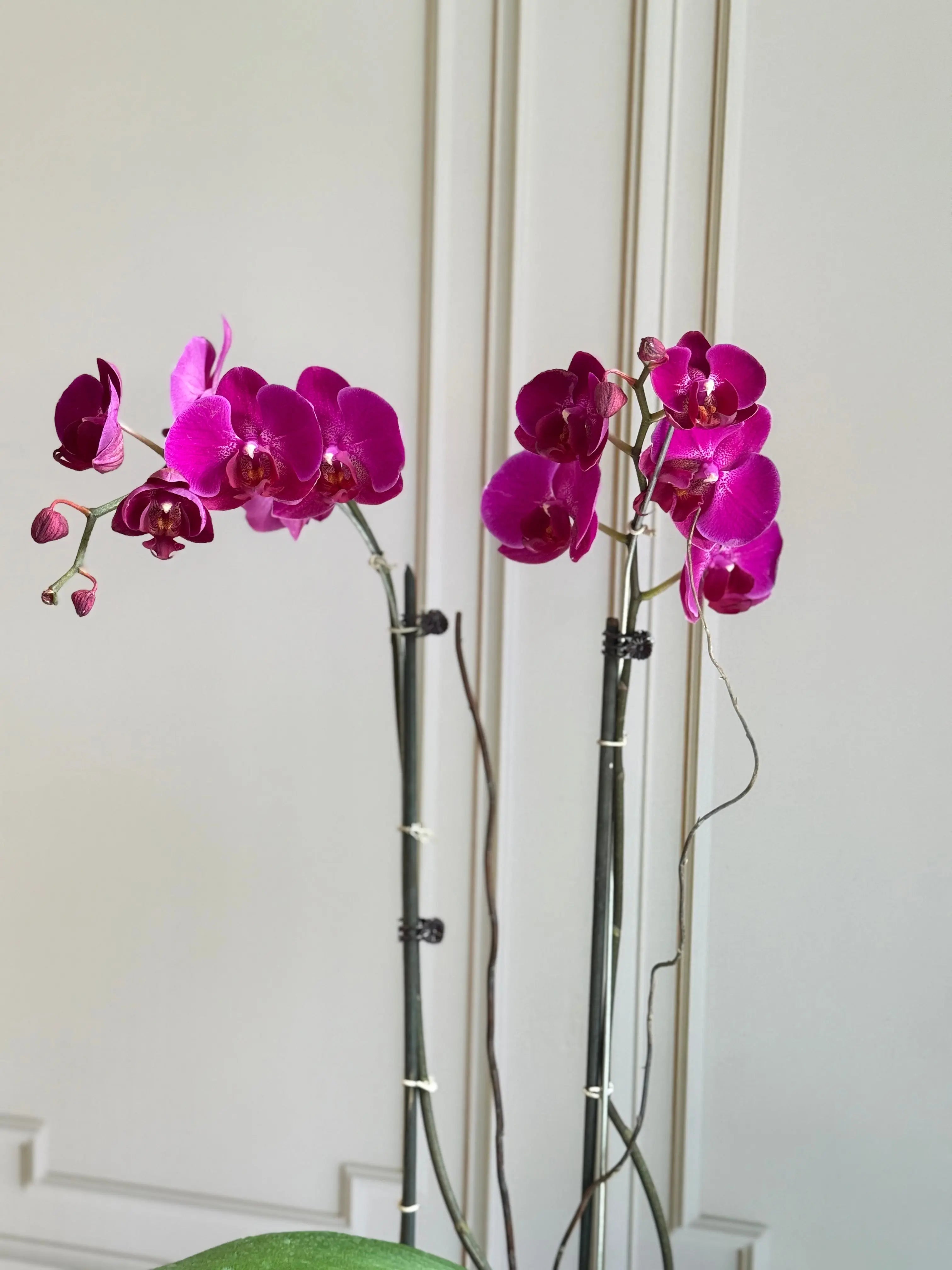 Phalaenopsis Pots - 2 stems 1magnolialane