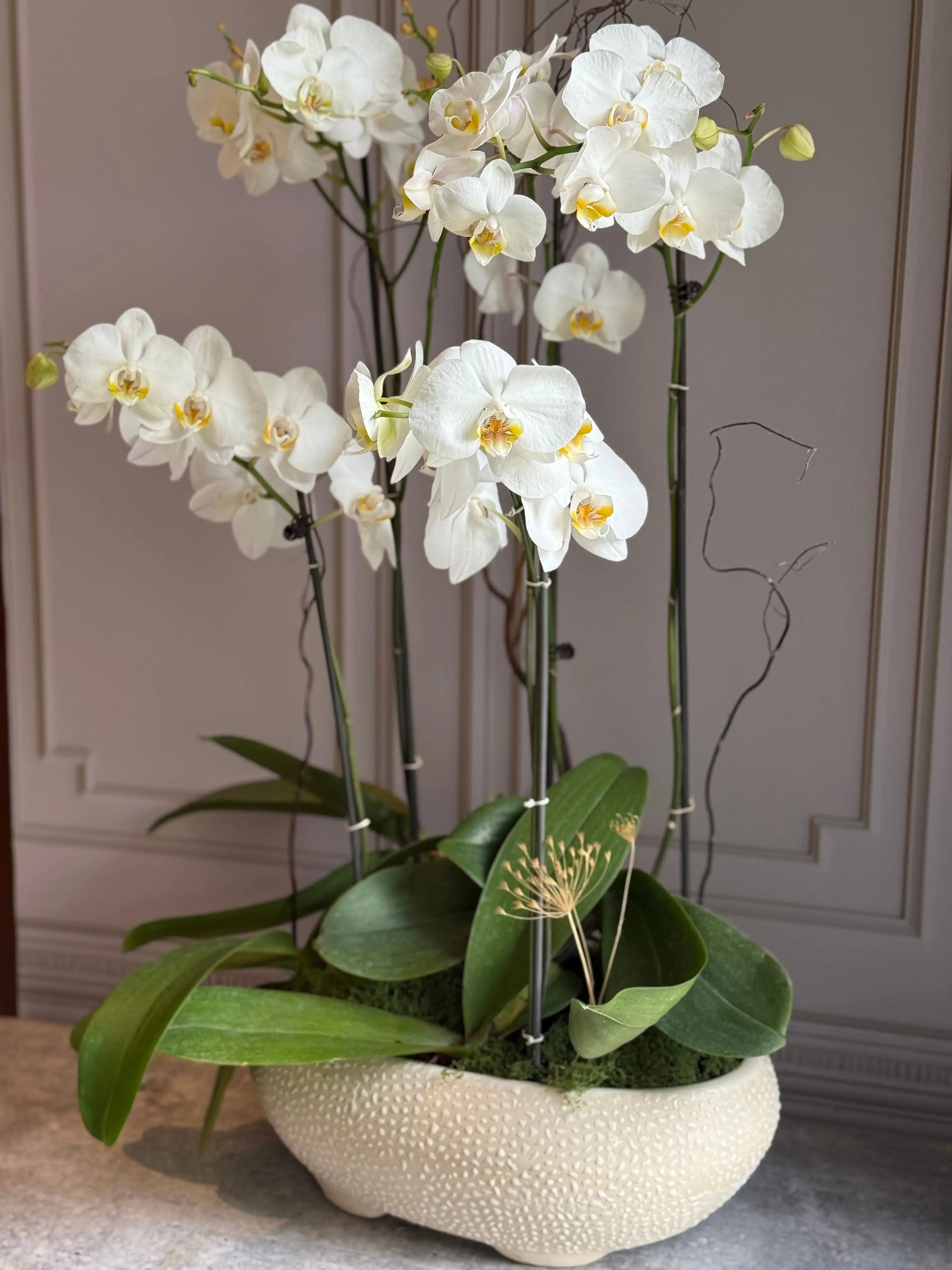 Phalaenopsis Pots - 5 stems 1magnolialane