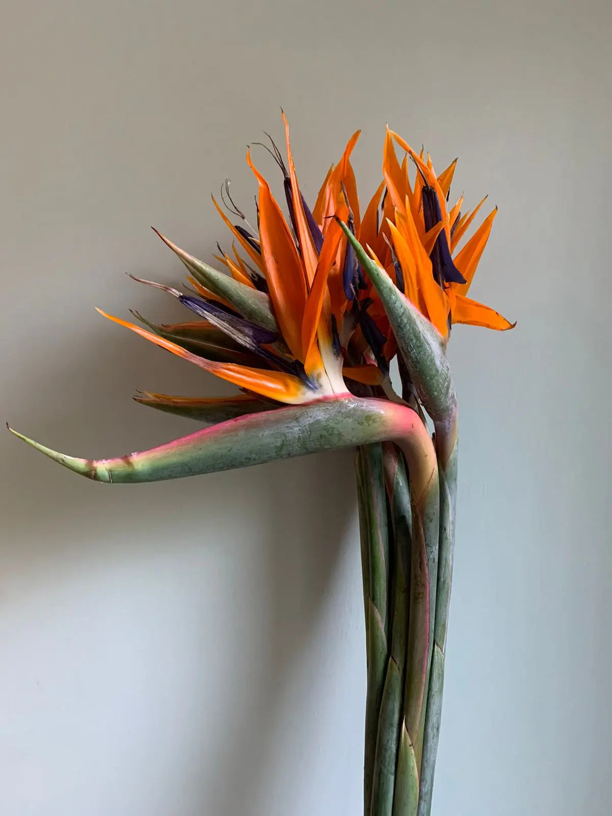 Bird of Paradise 1magnolialane