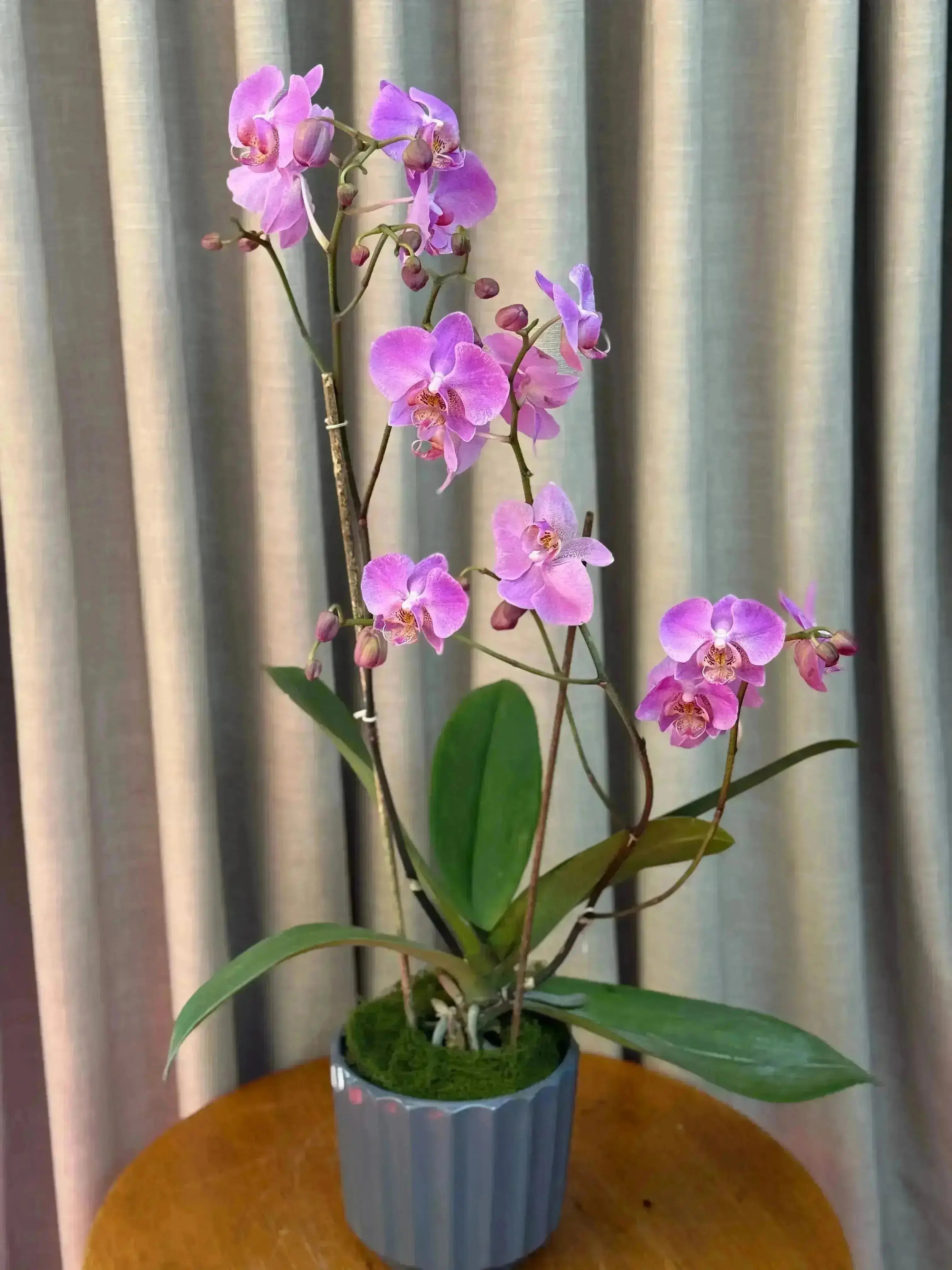 Phalaenopsis Pots - 1 Stem 1magnolialane