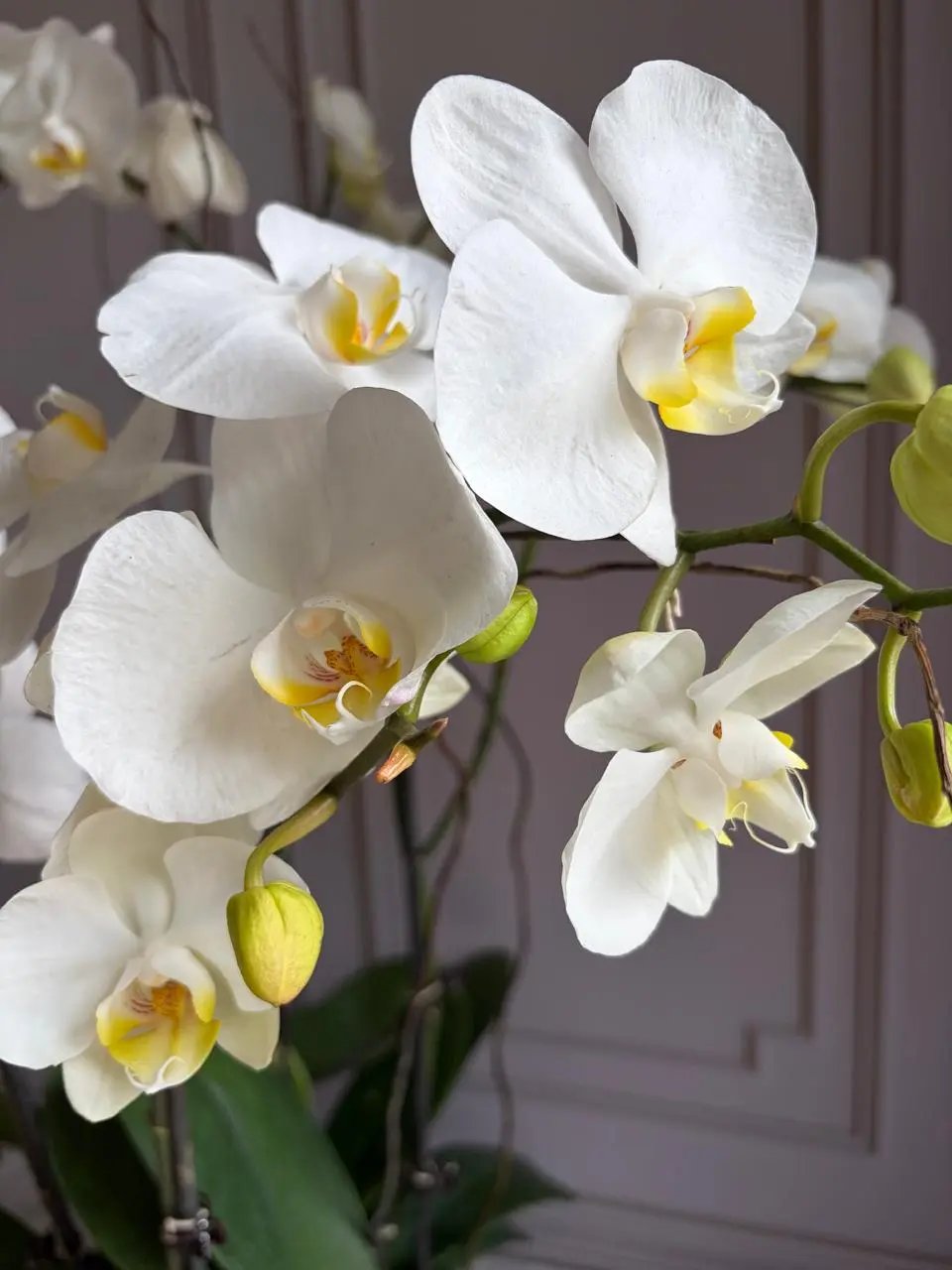 Phalaenopsis Pots - (4 Stems) White/ White Punch 1magnolialane