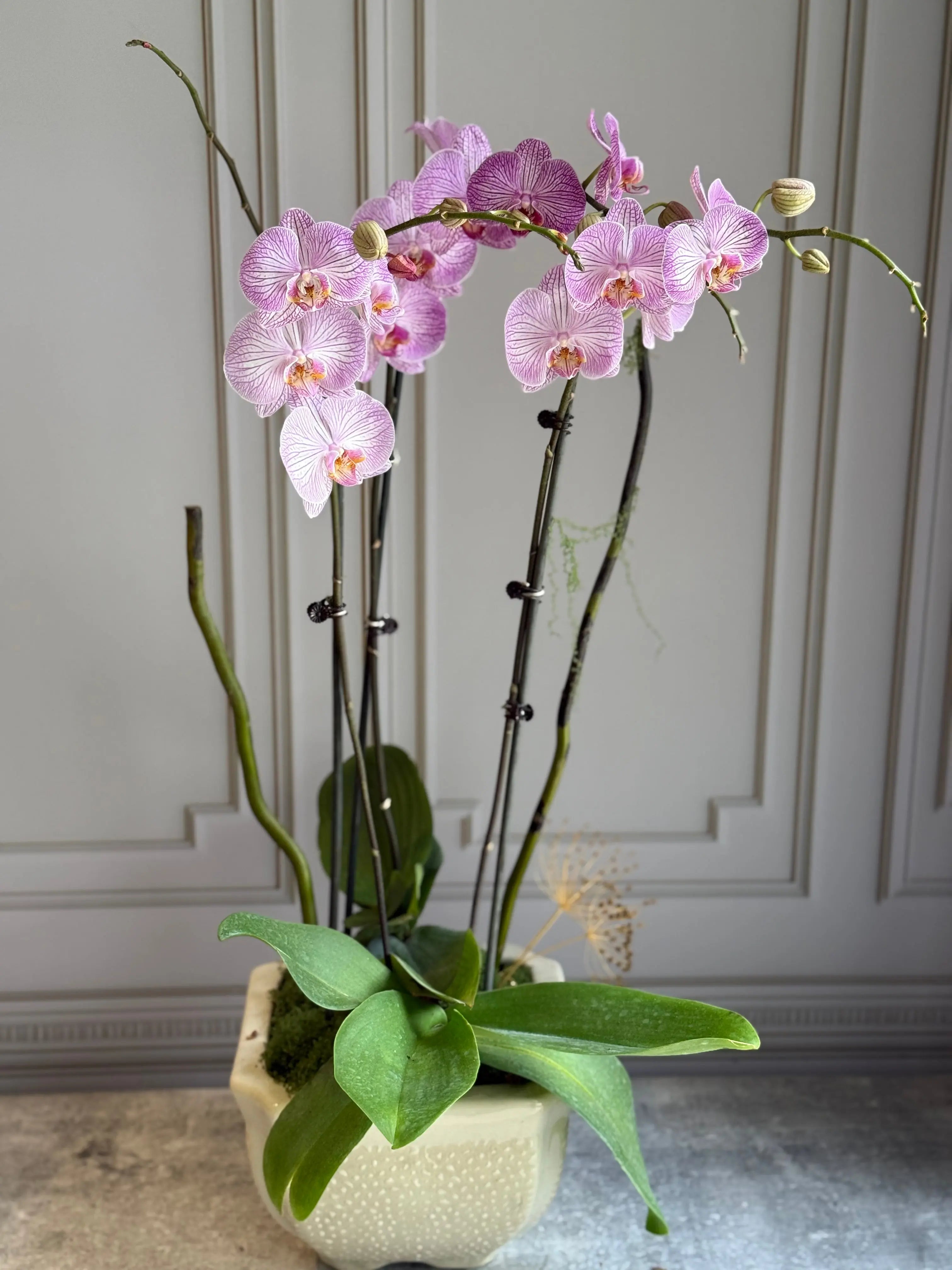 Phalaenopsis Pots - 3 stems 1magnolialane