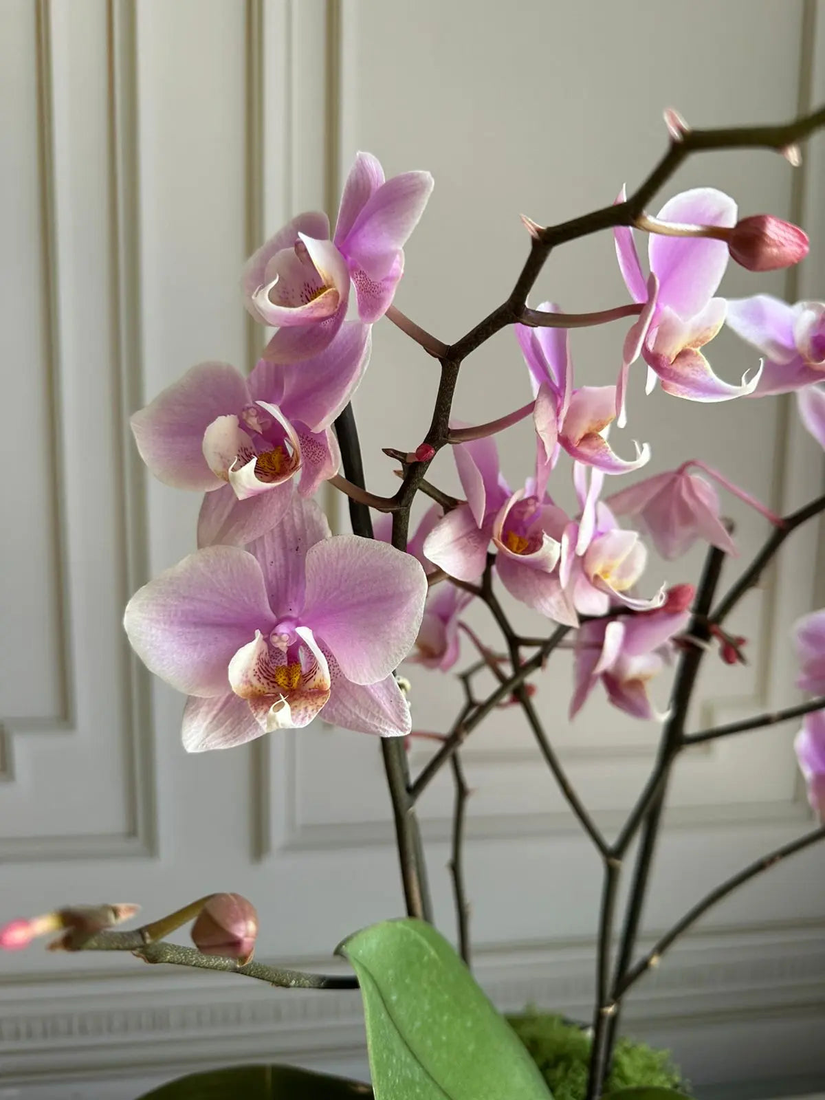 Phalaenopsis Pots ( 2 stems ) 26 1magnolialane