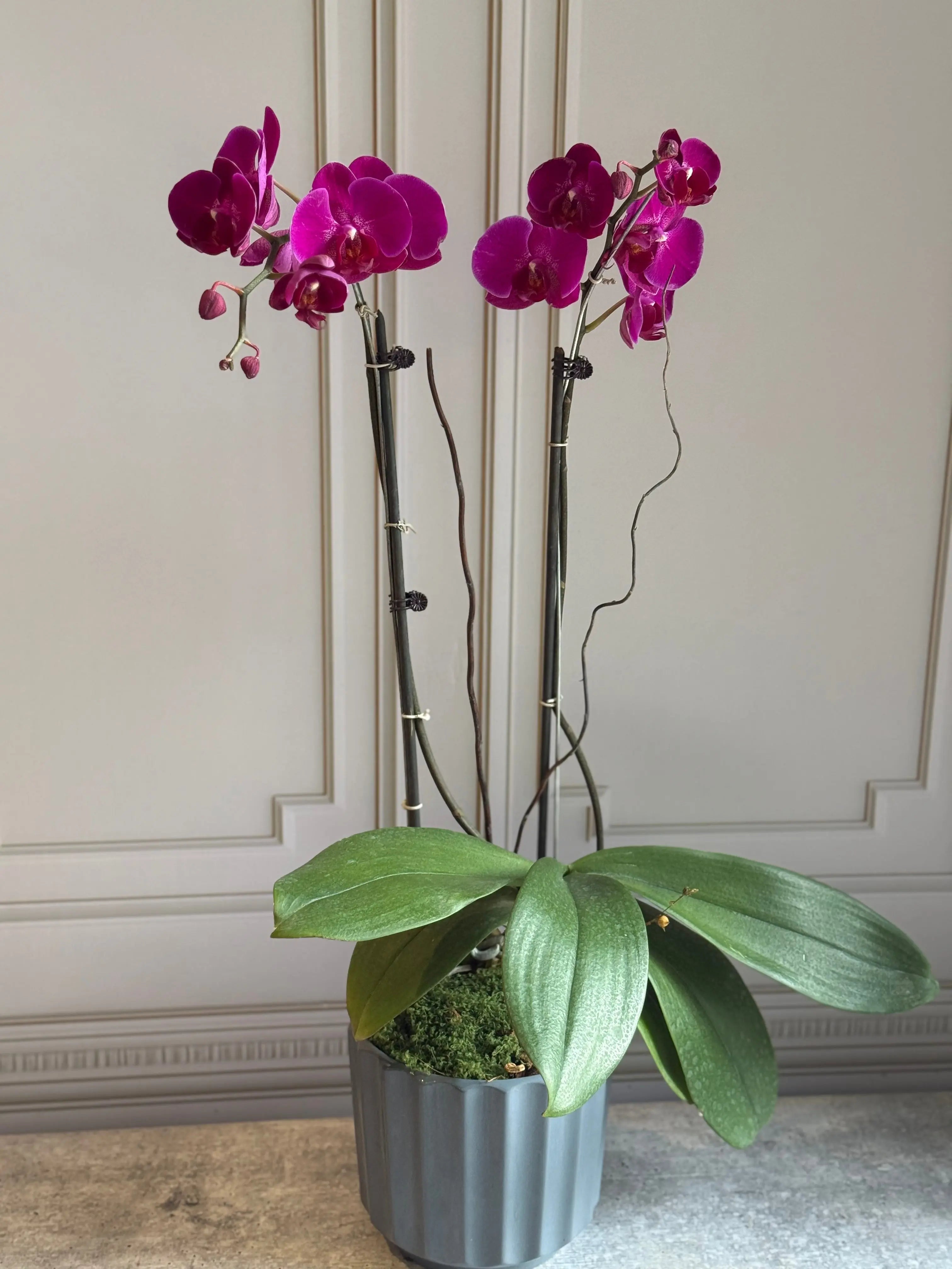 Phalaenopsis Pots - 2 stems 1magnolialane