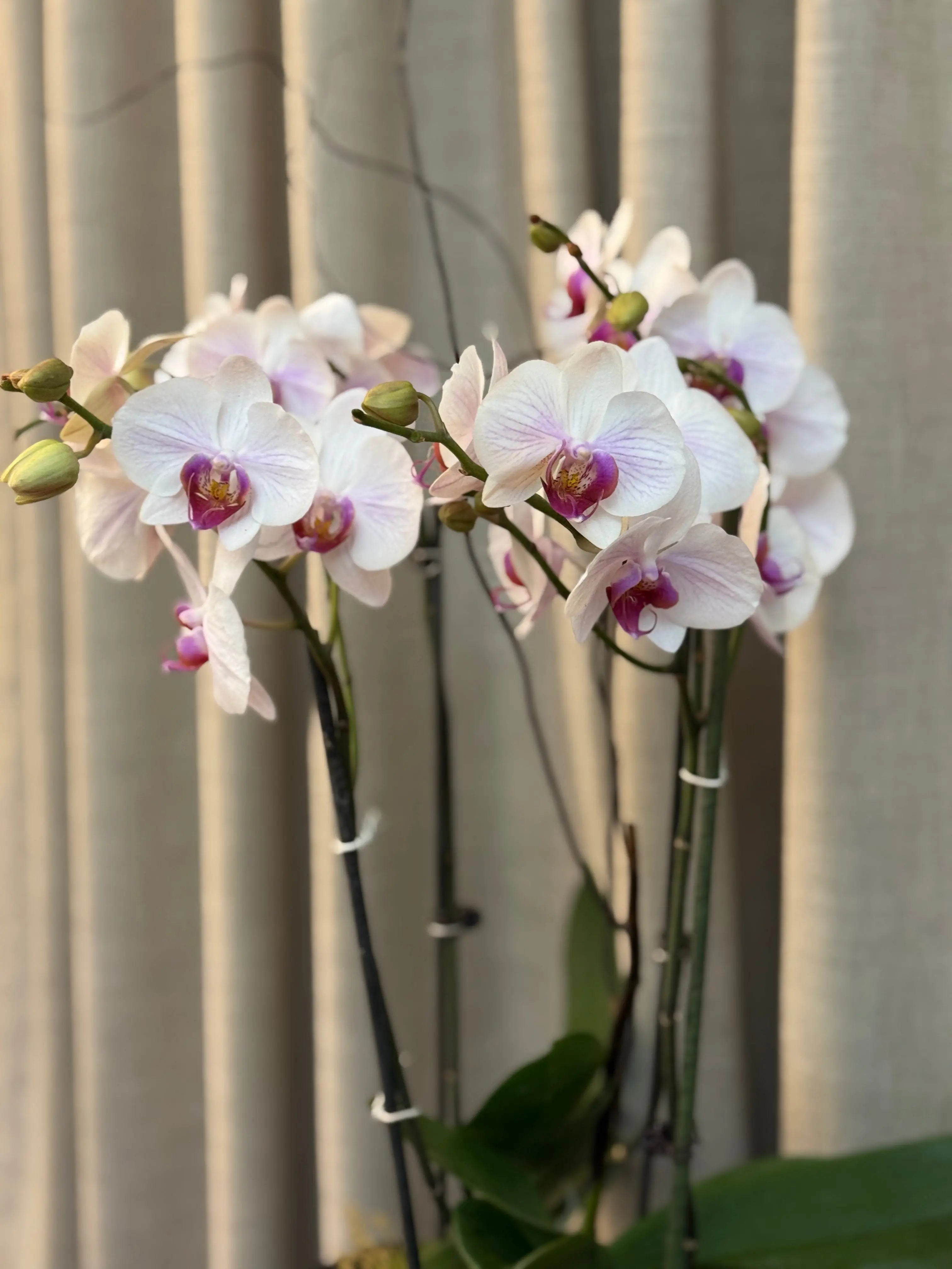 Phalaenopsis Pots - 4 stems Winter Love 1magnolialane