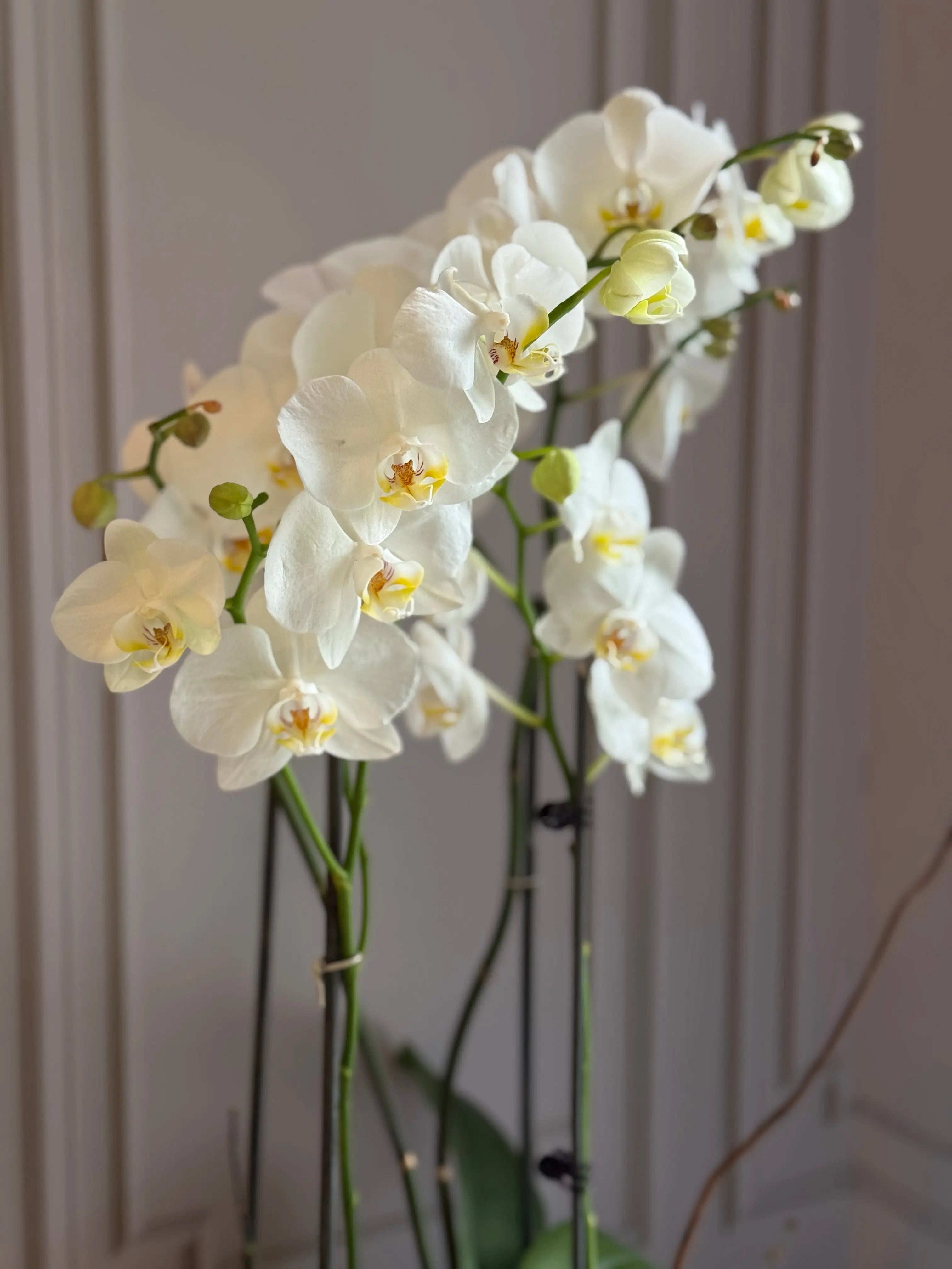 Phalaenopsis Pots - 4 stems 1magnolialane