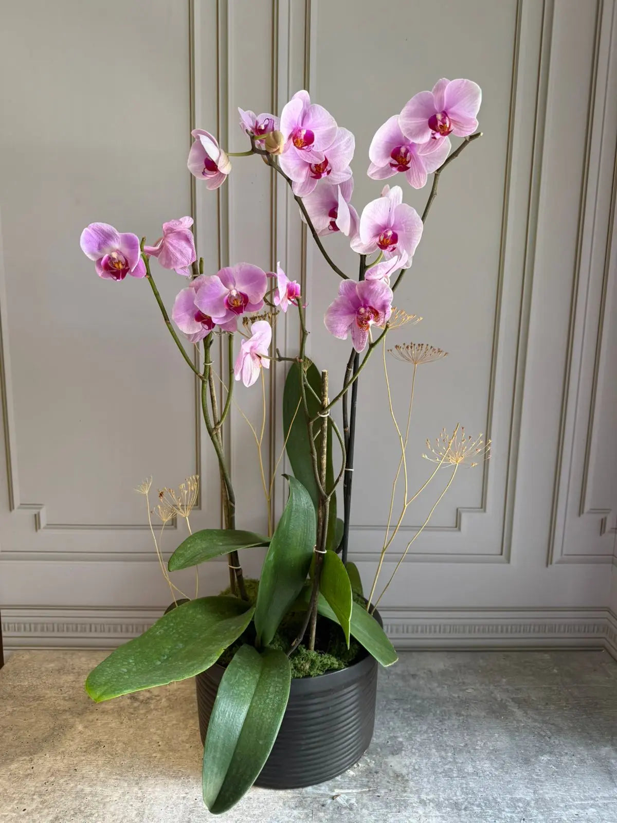 Phalaenopsis Pots (3 stems) 1magnolialane