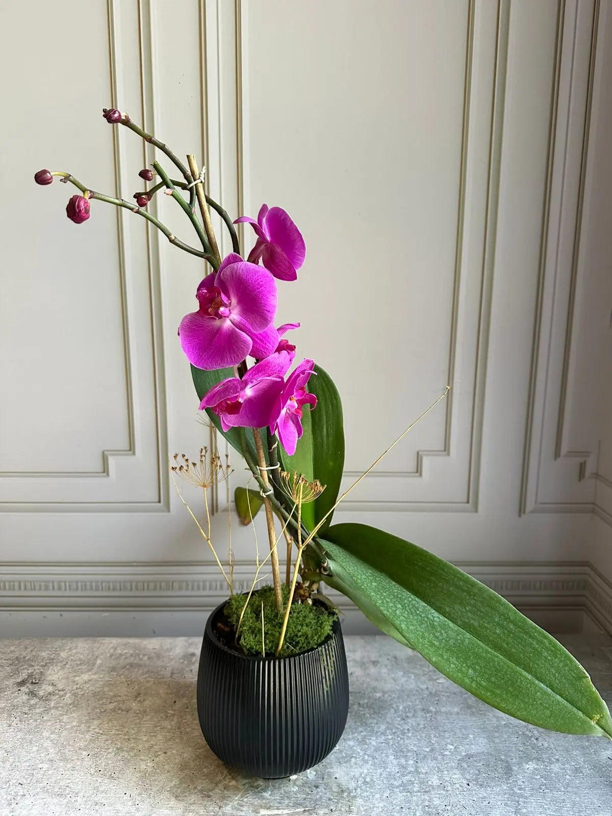 Phalaenopsis Pots ( 2 stems ) 22 1magnolialane