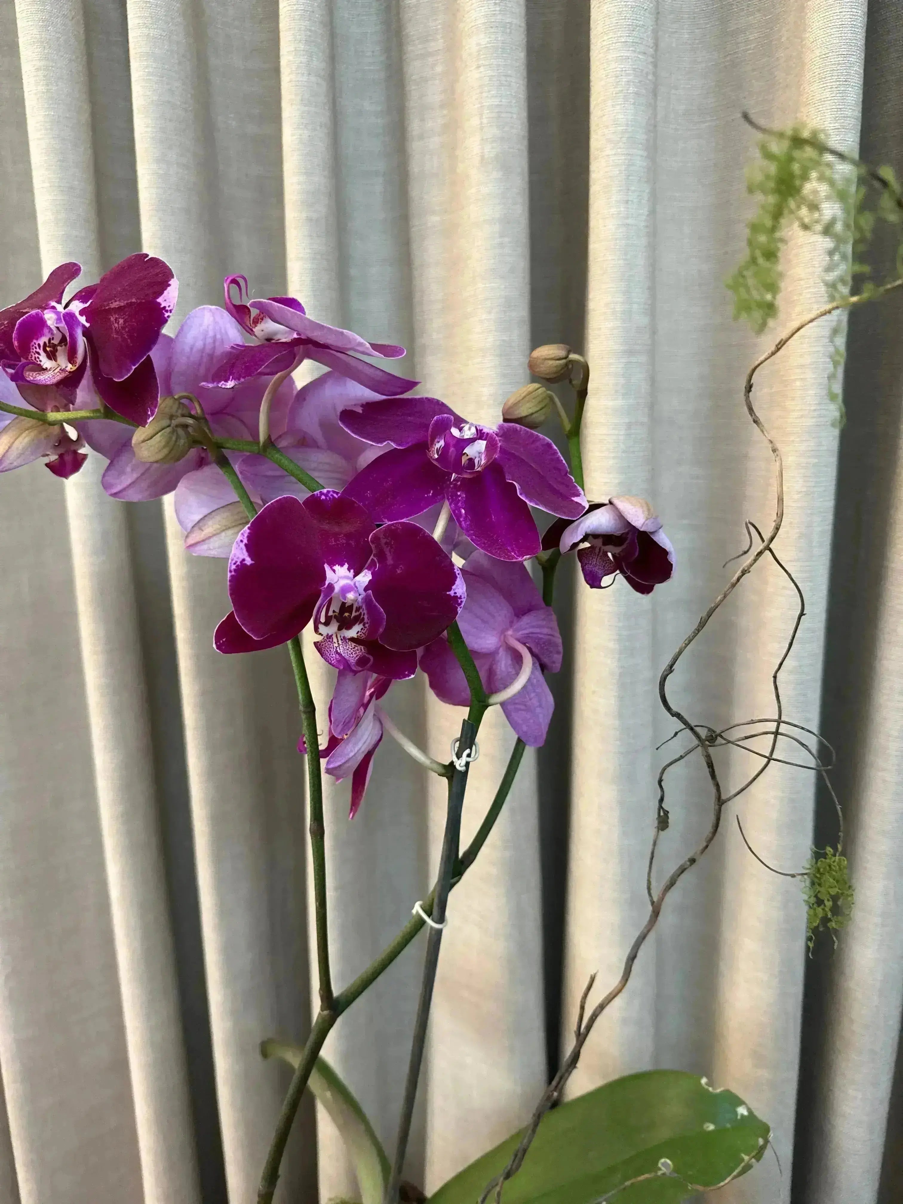 Phalaenopsis Pots - 1 Stem 1magnolialane