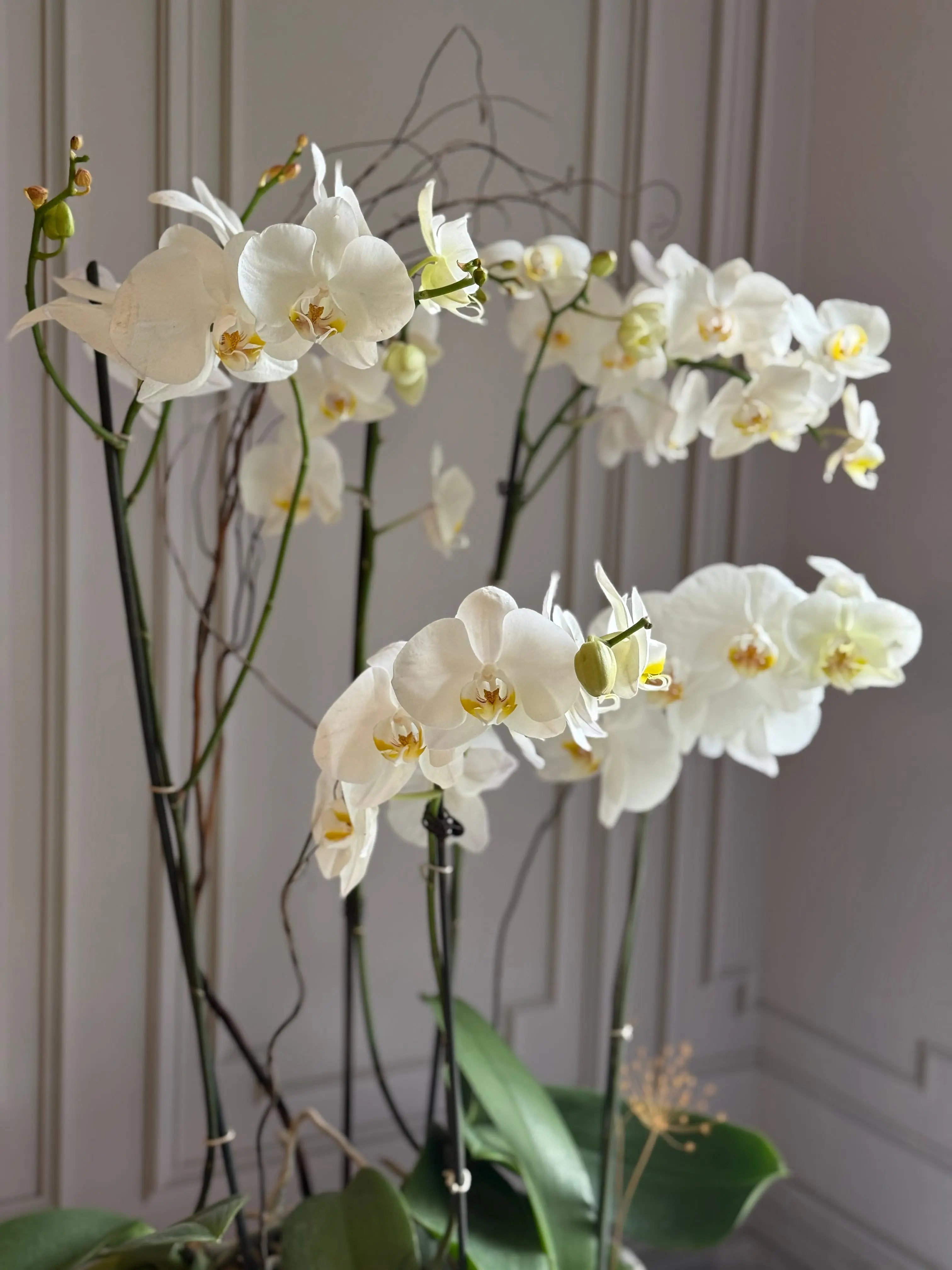 Phalaenopsis Pots - 5 stems 1magnolialane