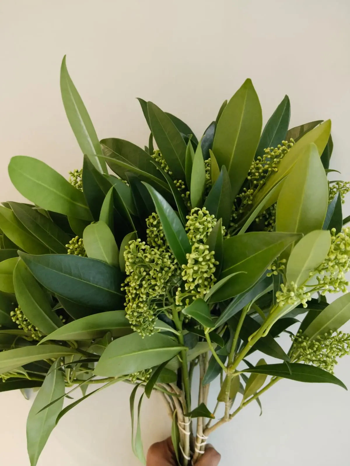 Skimmia 1magnolialane