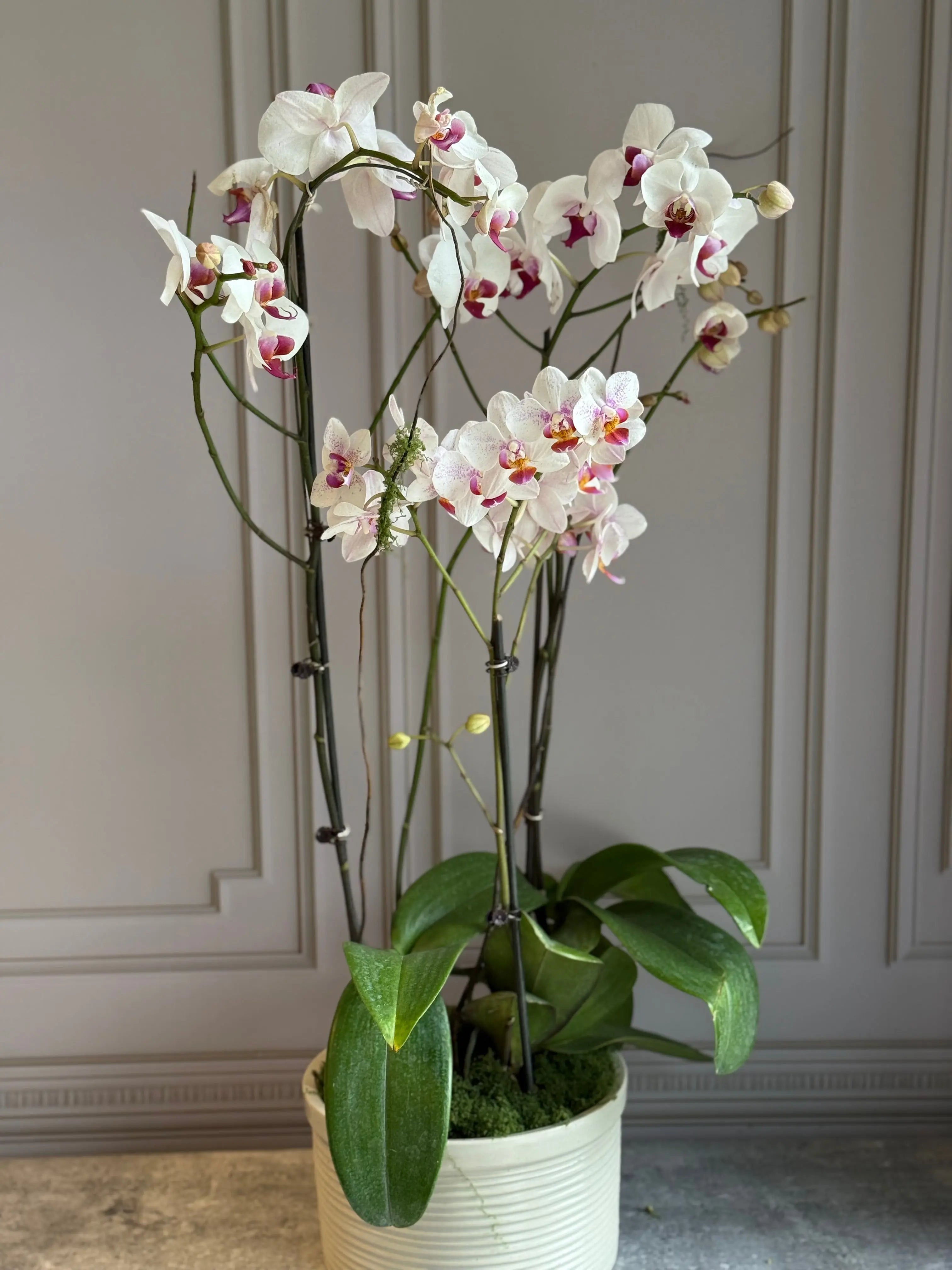 Phalaenopsis Pots - 3 stems 1magnolialane