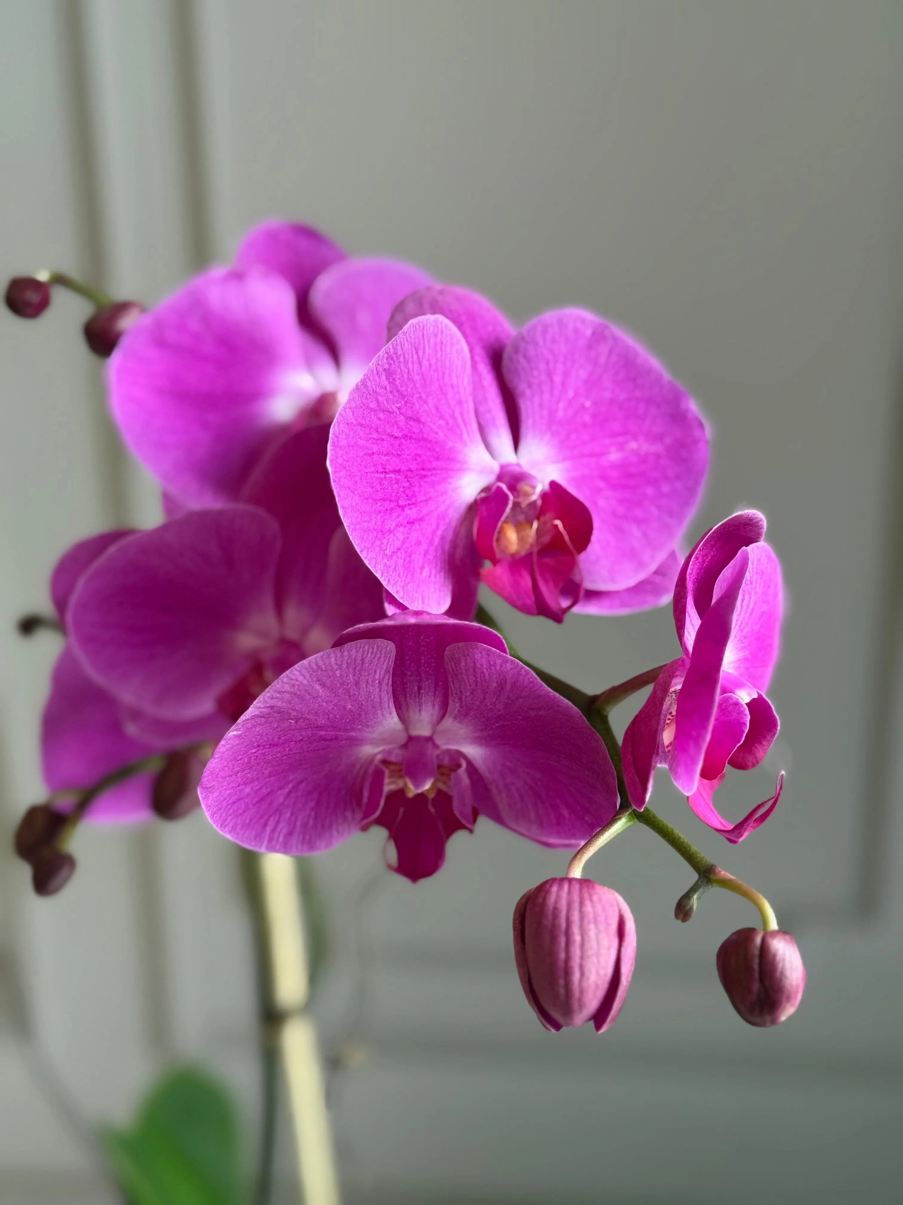 Phalaenopsis Pots - 1 Stem 1magnolialane