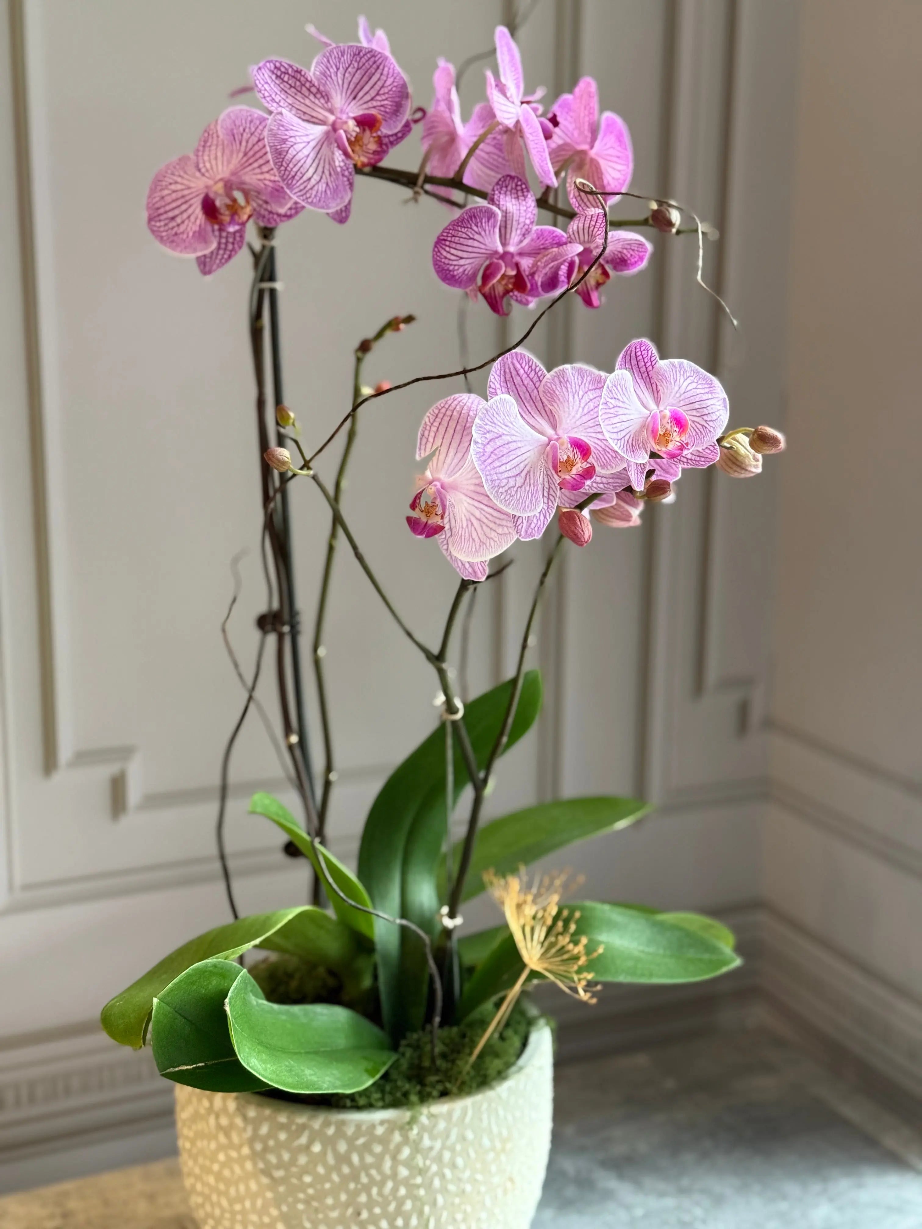 Phalaenopsis Pots - 2 stems 1magnolialane