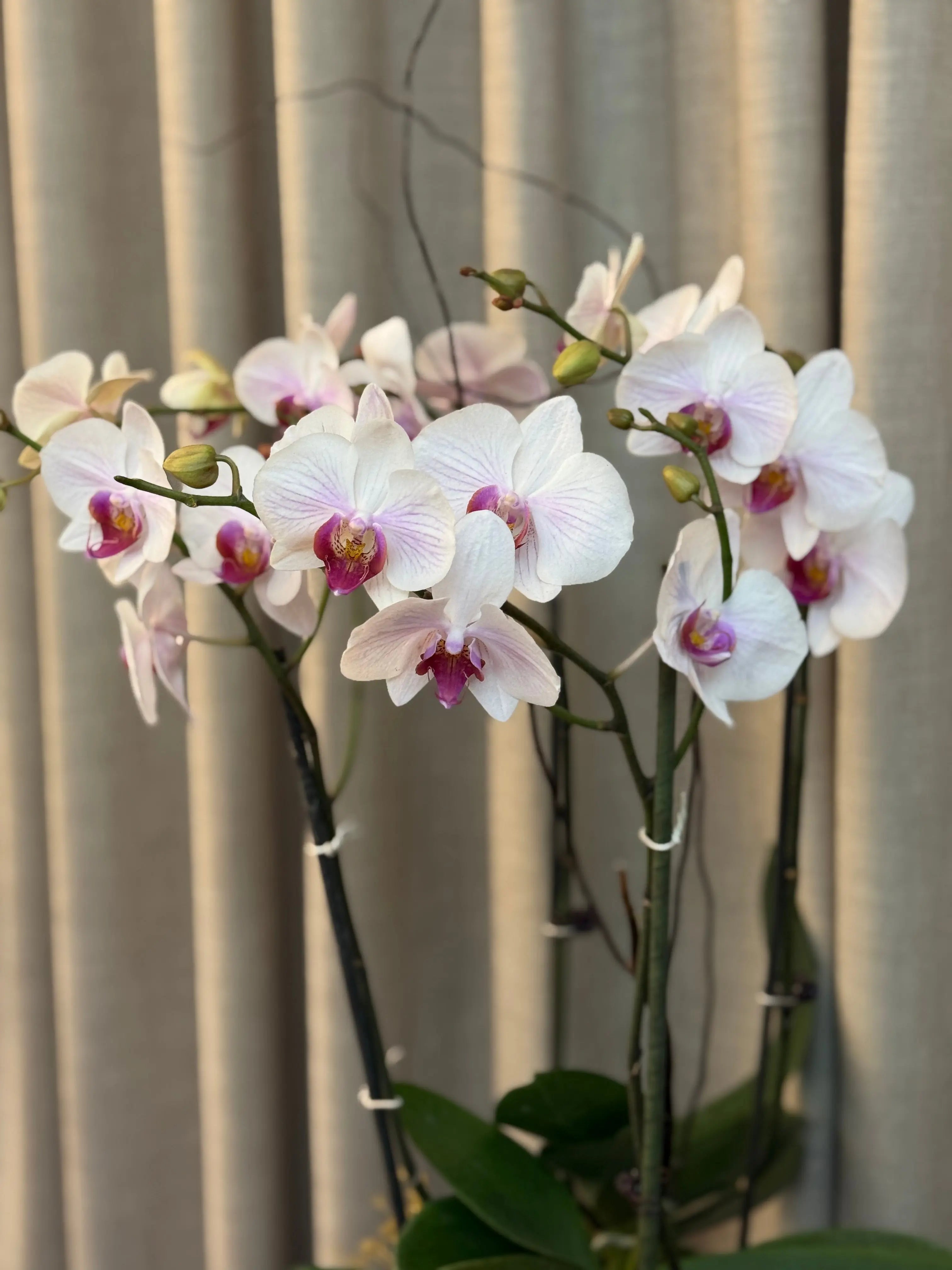 Phalaenopsis Pots - 4 stems Winter Love 1magnolialane
