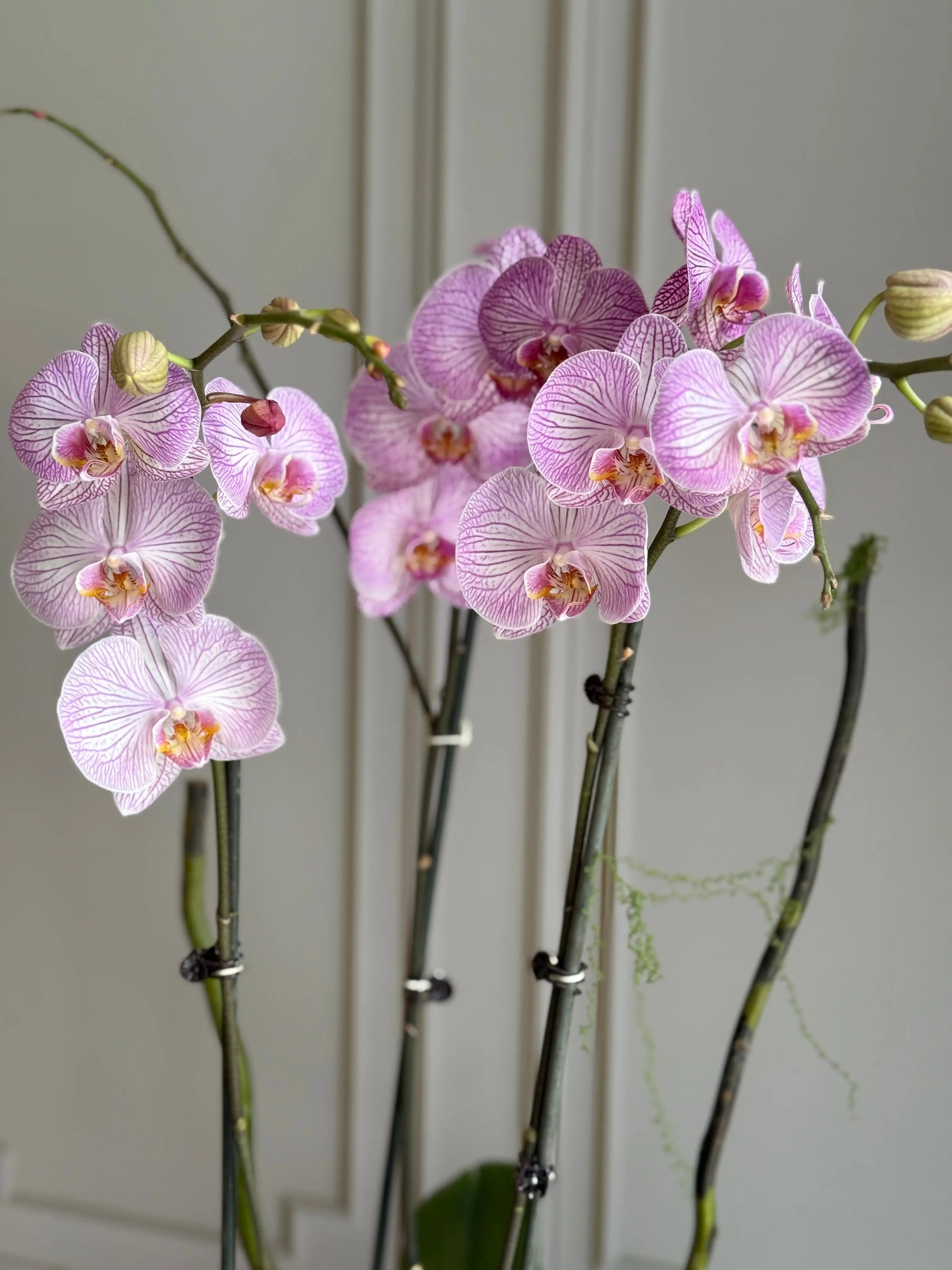 Phalaenopsis Pots - 3 stems 1magnolialane