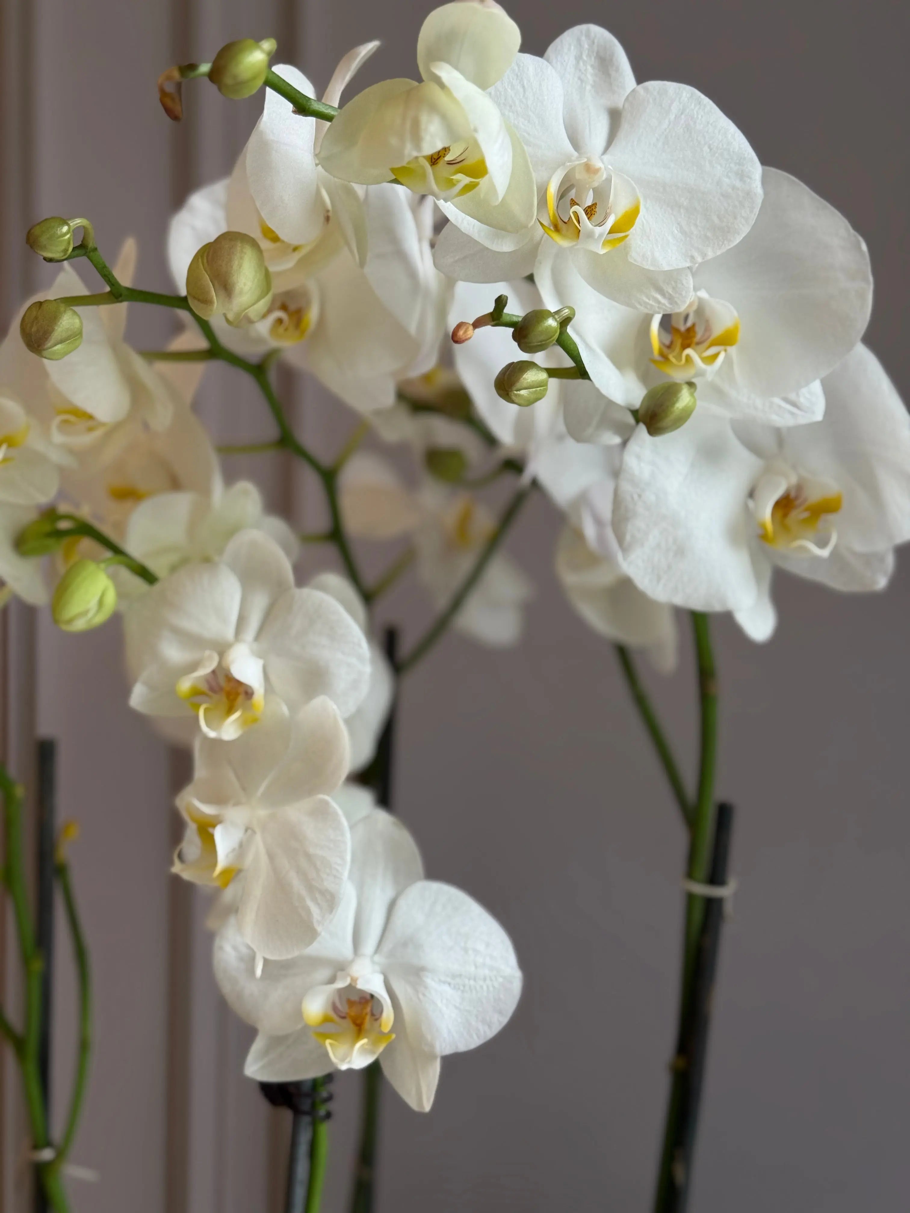 Phalaenopsis Pots - 4 stems 1magnolialane