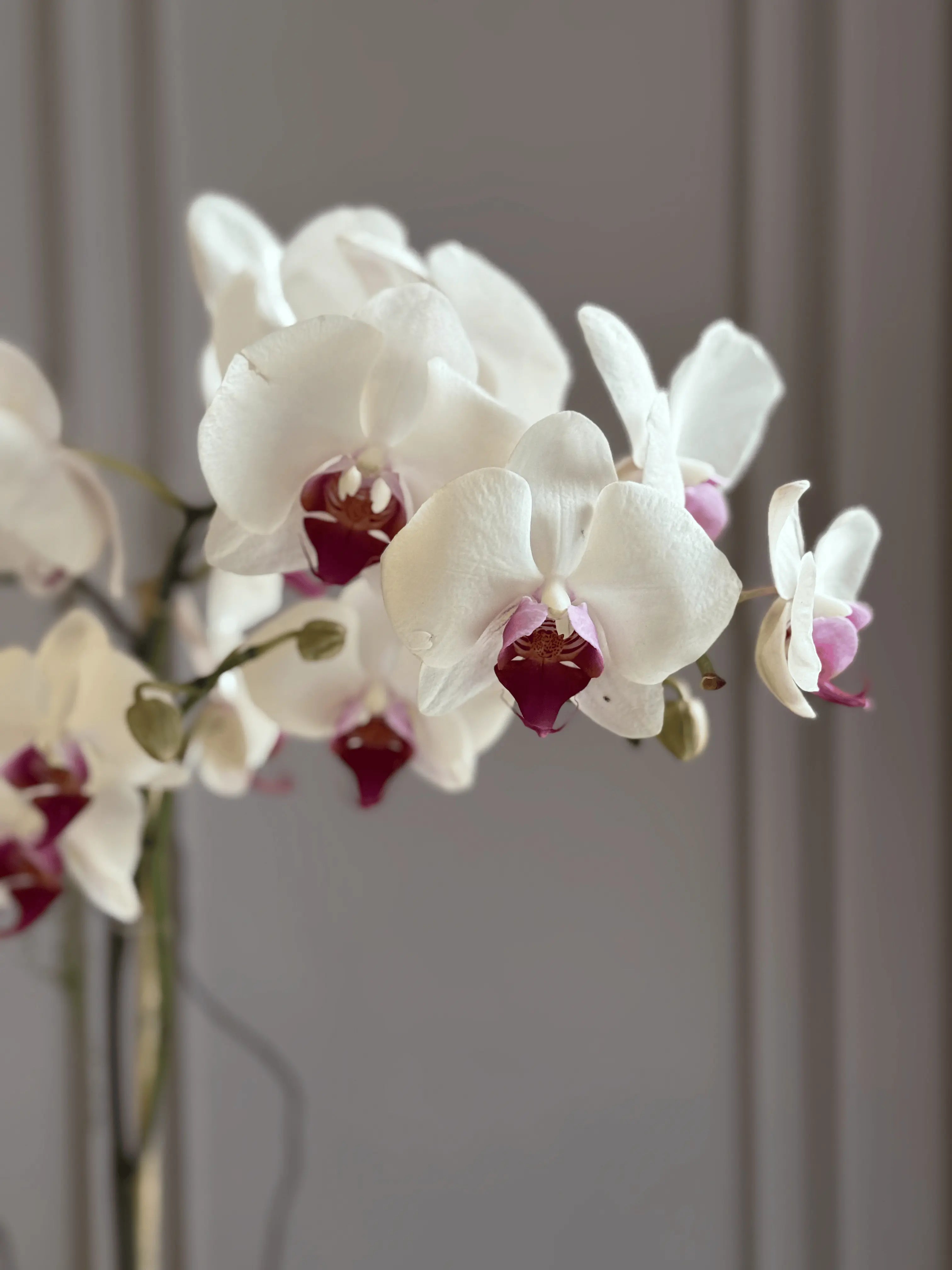 Phalaenopsis Pots. - 1 Stem 1magnolialane