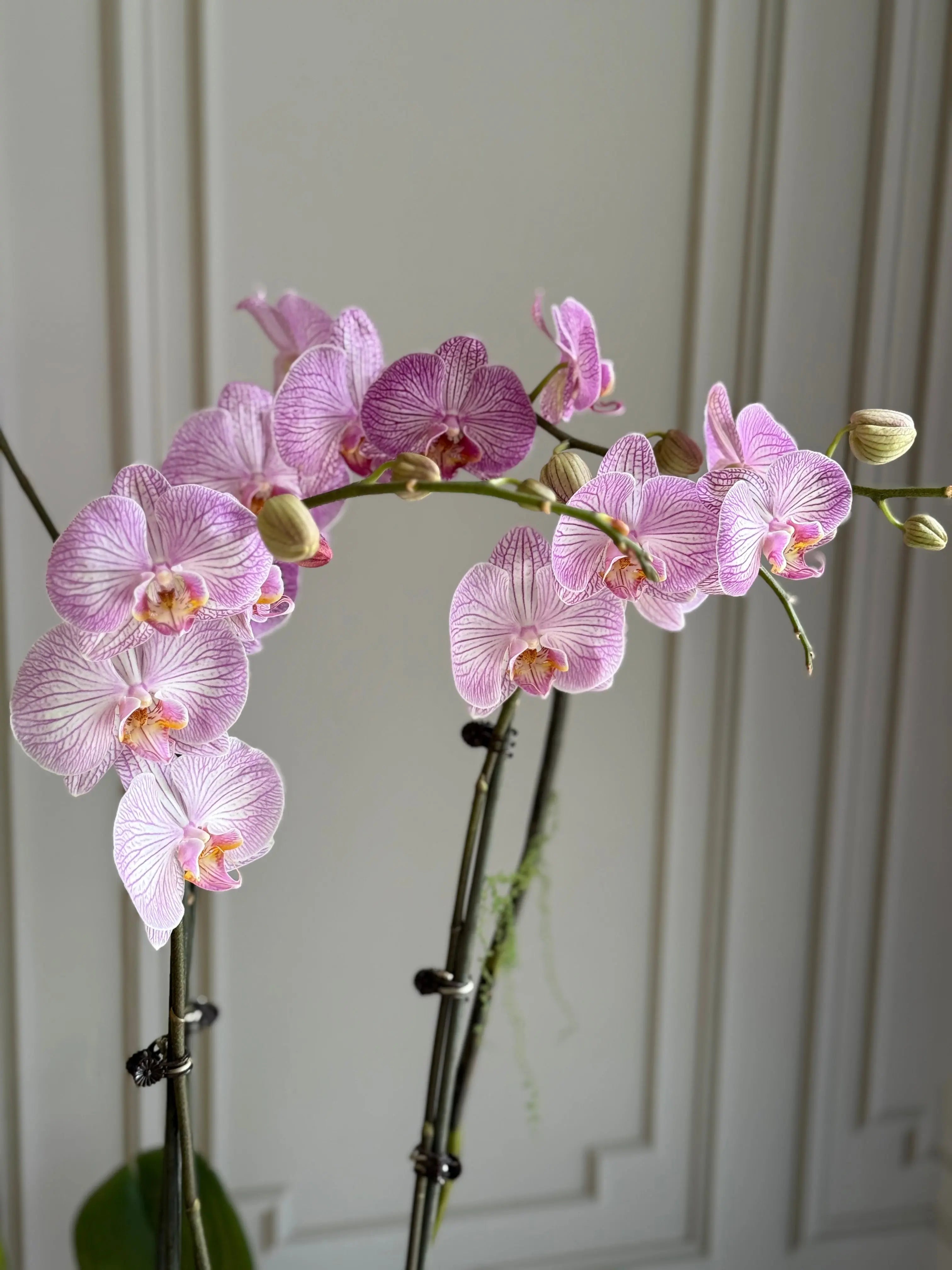 Phalaenopsis Pots - 3 stems 1magnolialane