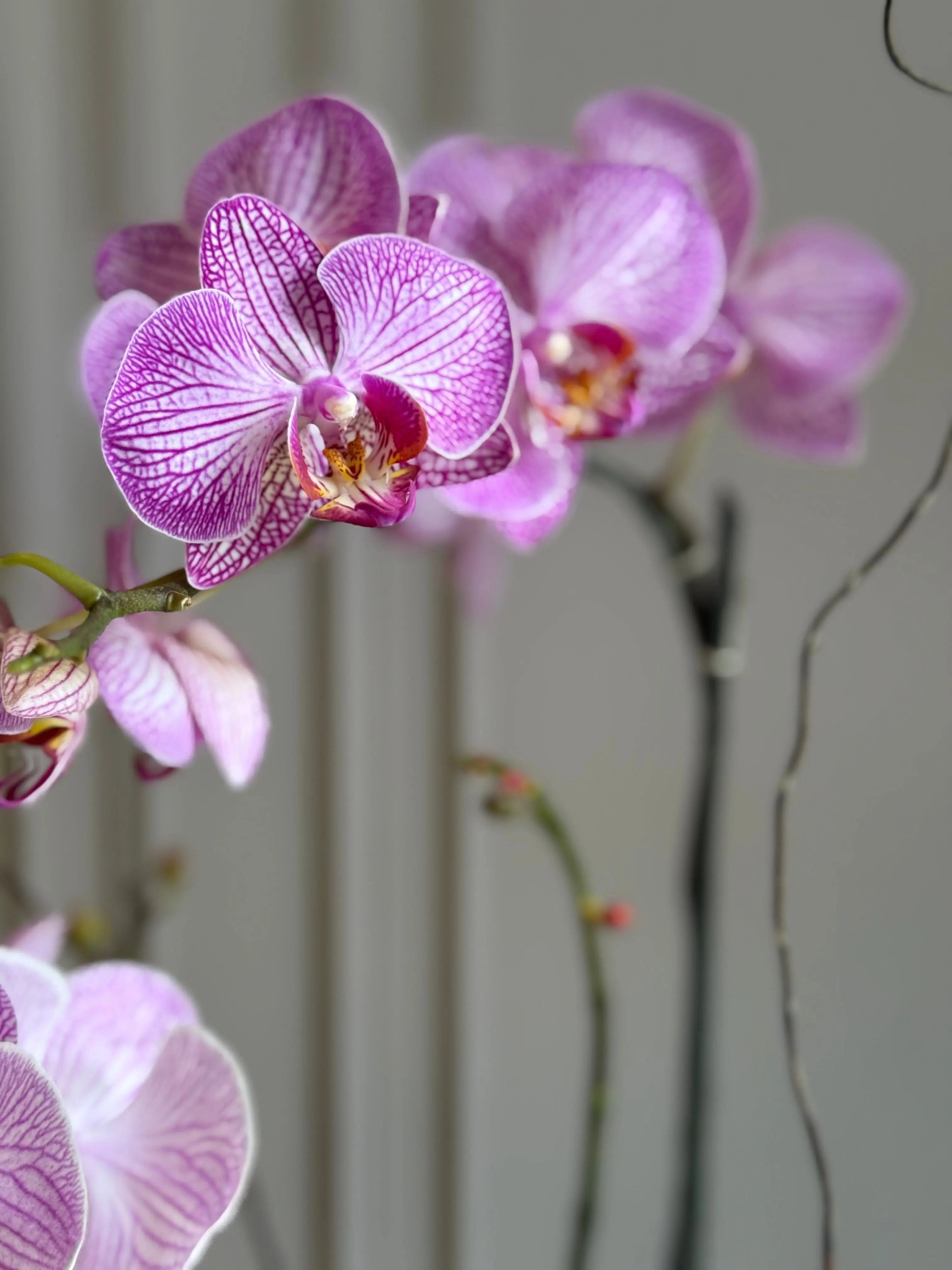 Phalaenopsis Pots - 2 stems 1magnolialane