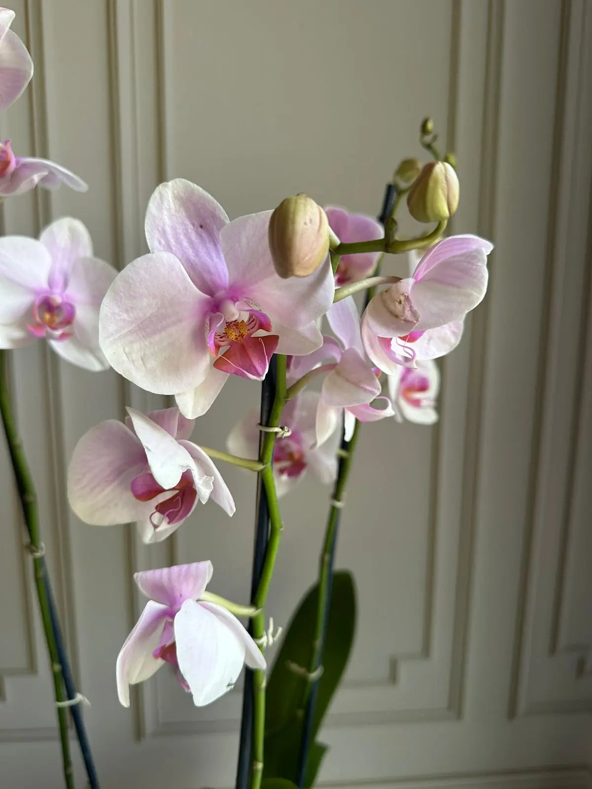 Phalaenopsis Pots (3 stems) Light Pink 1magnolialane
