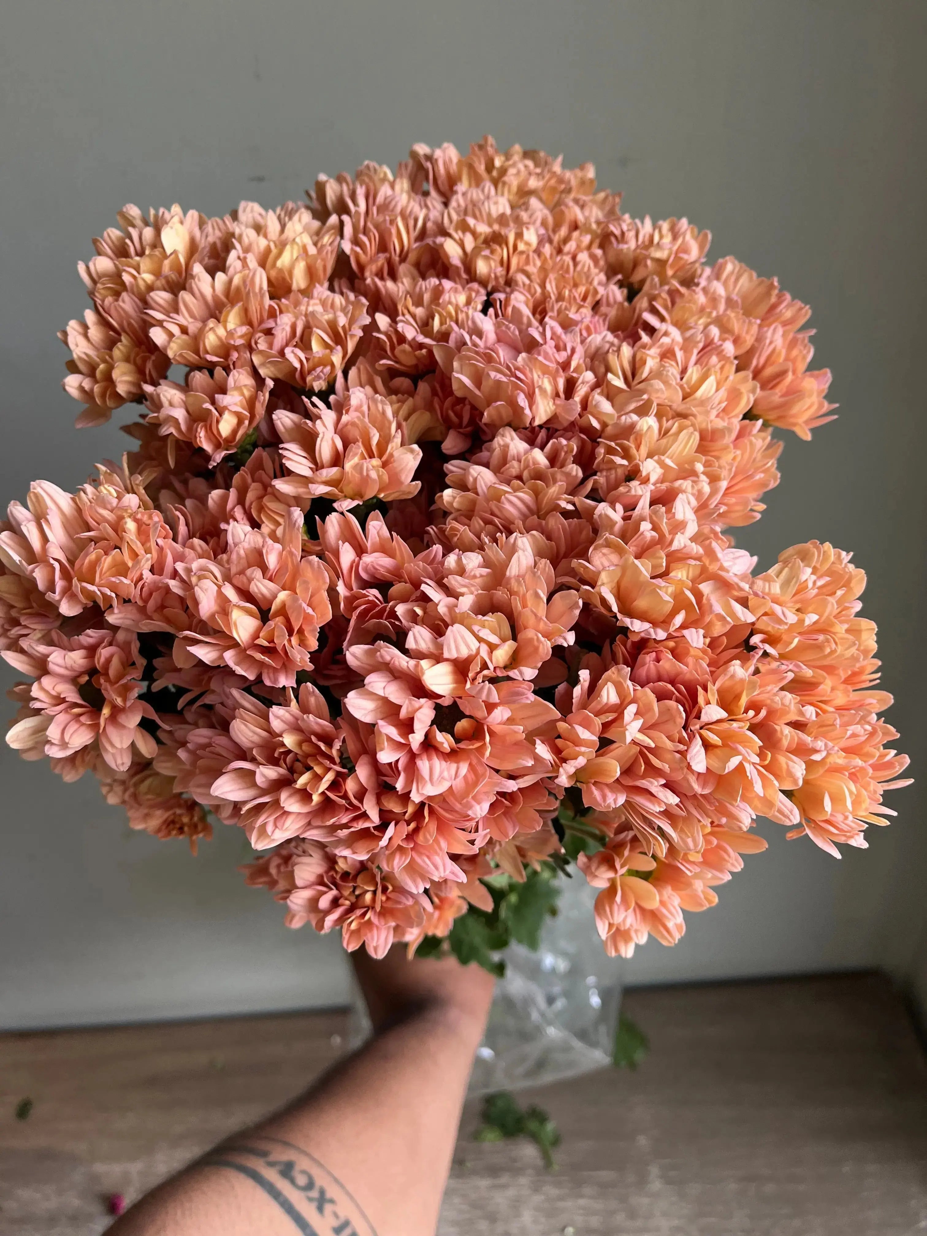 Chrysanthemum 1magnolialane