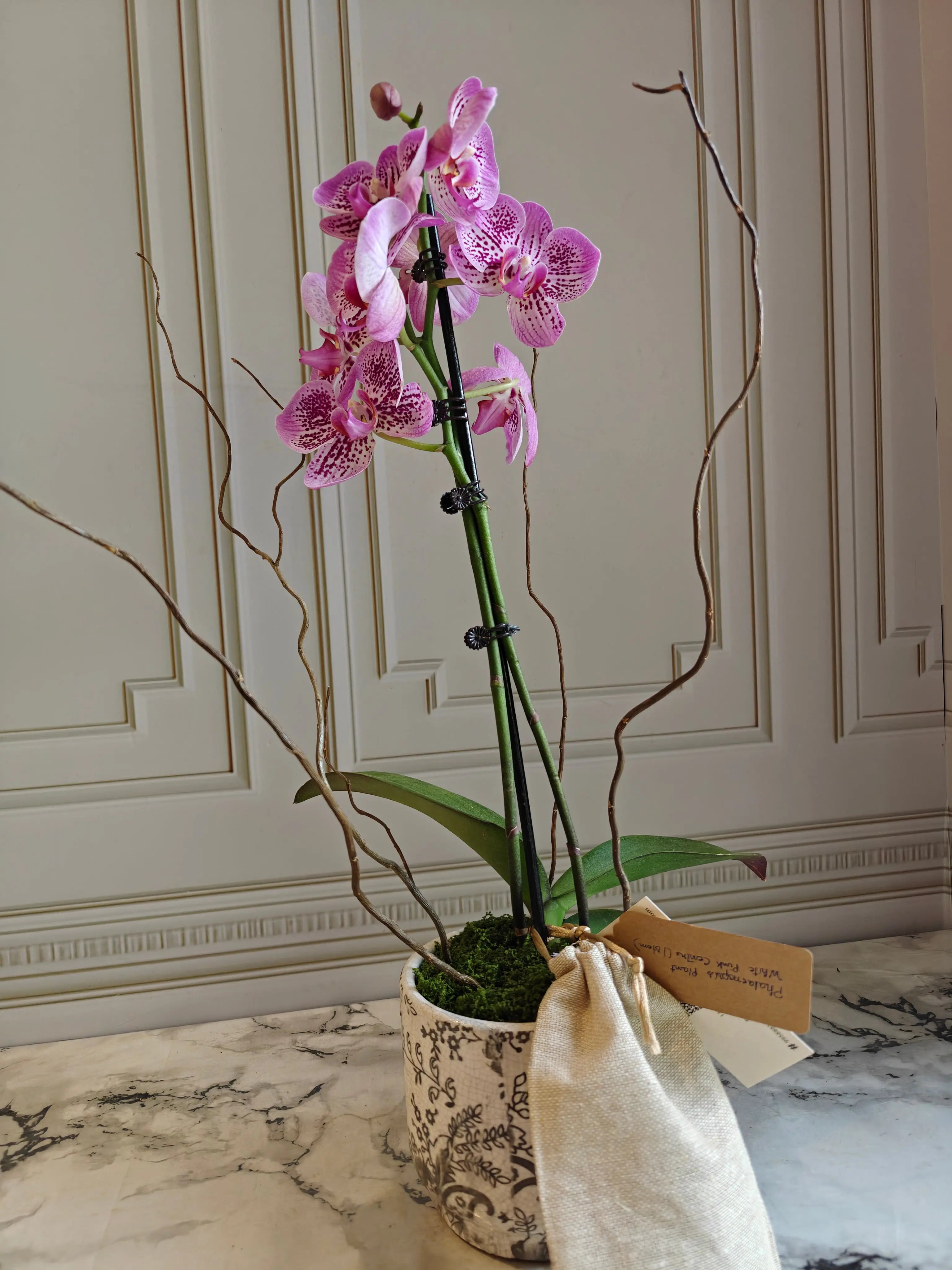 Phalaenopsis Plants - Pink Striped 1magnolialane