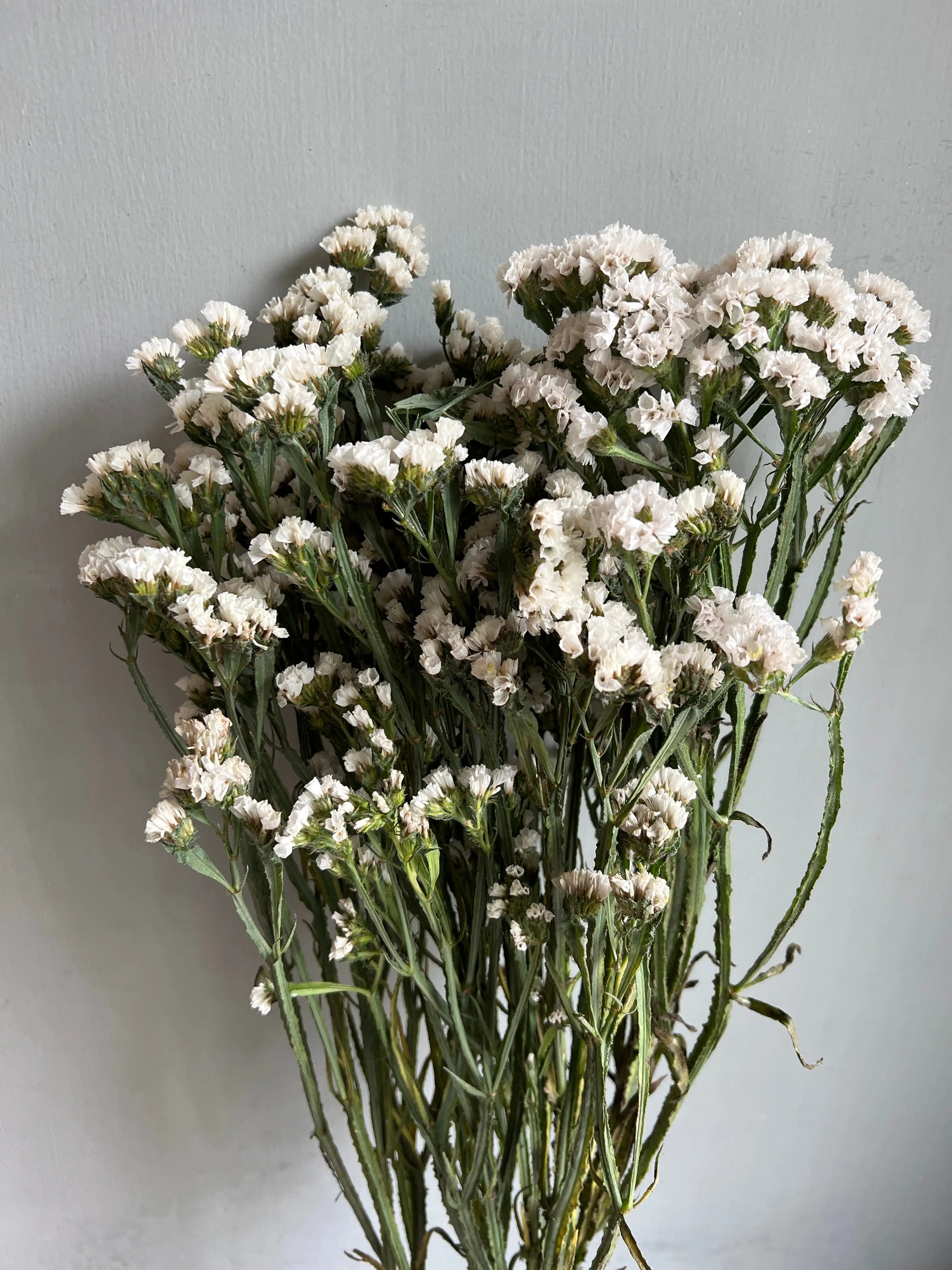 Statice 1magnolialane