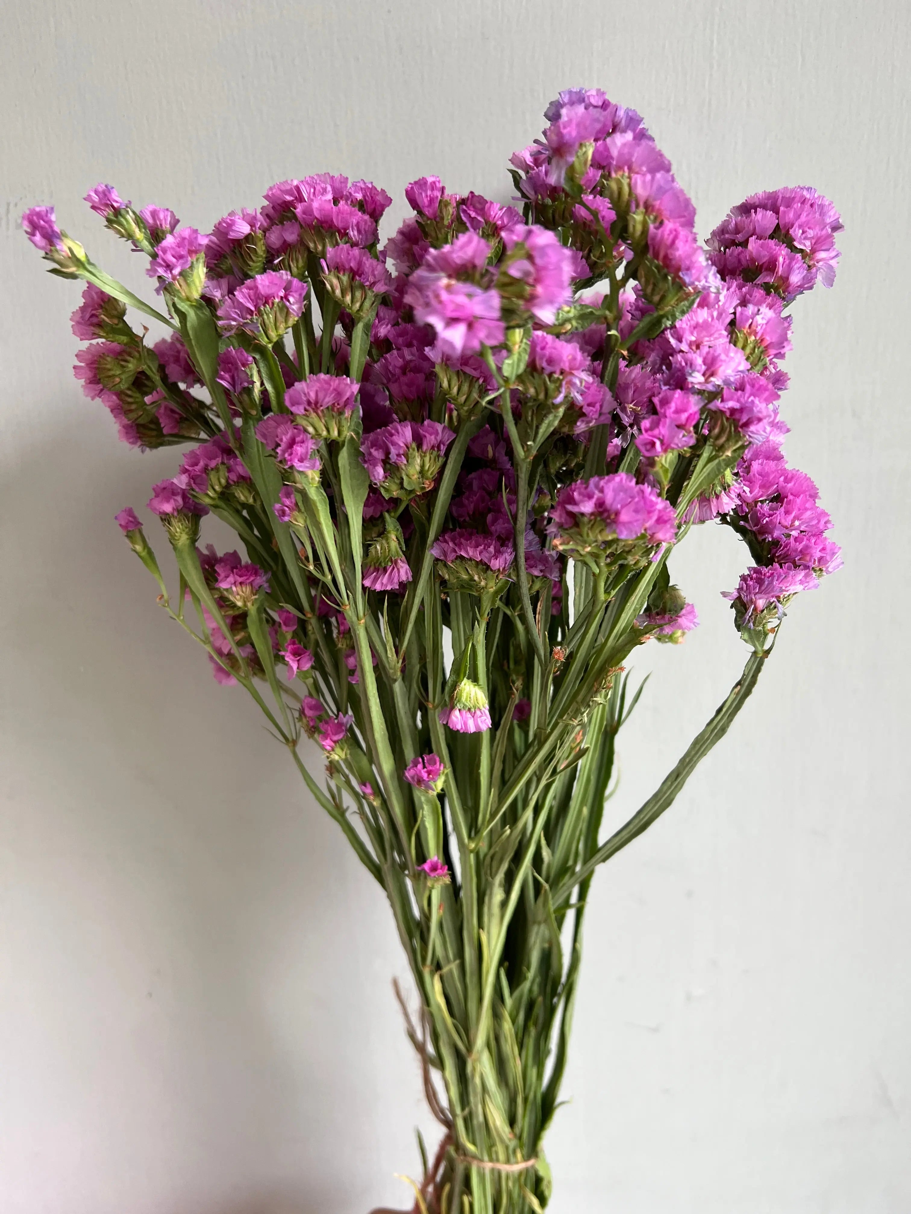 Statice 1magnolialane